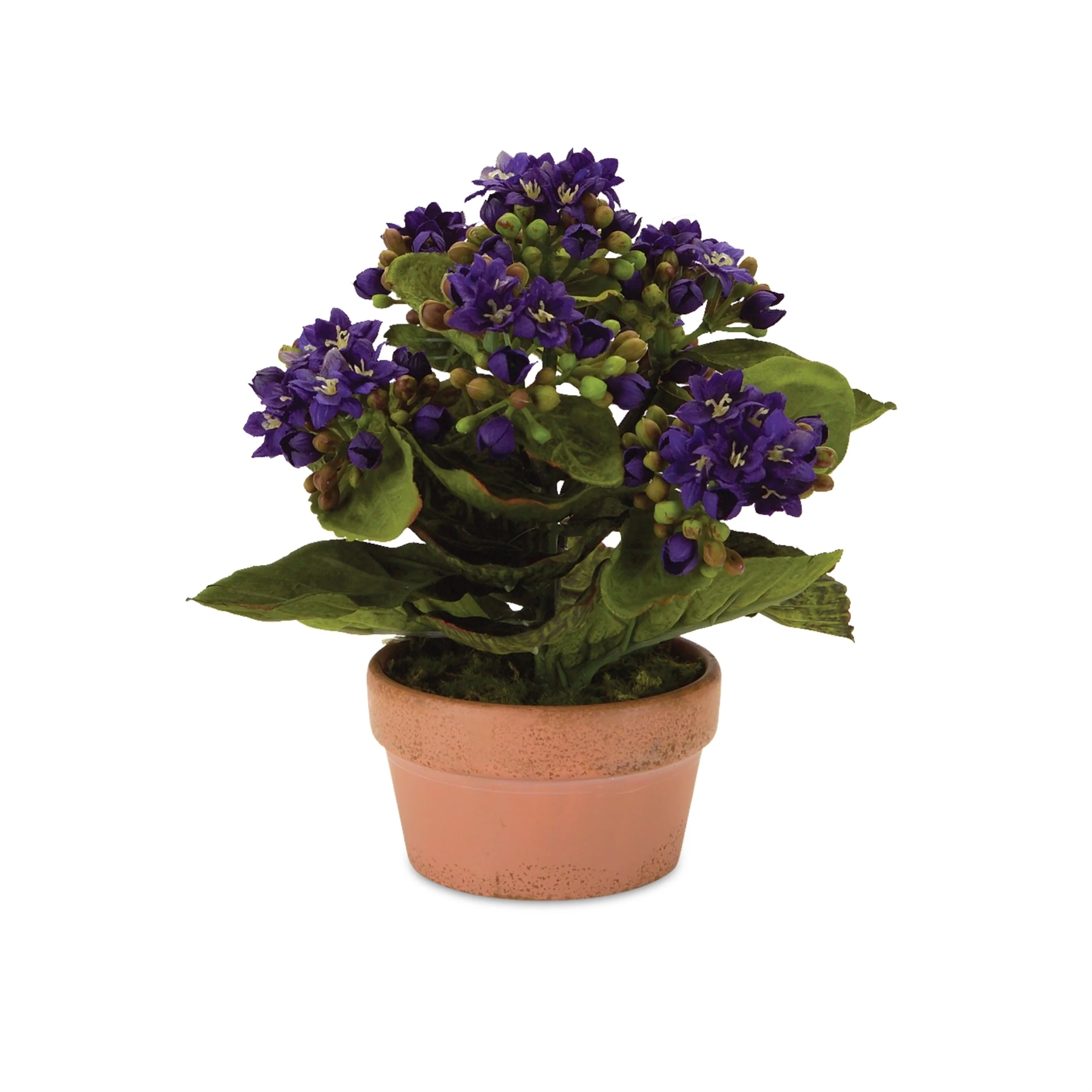 Assorted Kalanchoe Flower in Terra Cotta (Set of 4) - Image 4