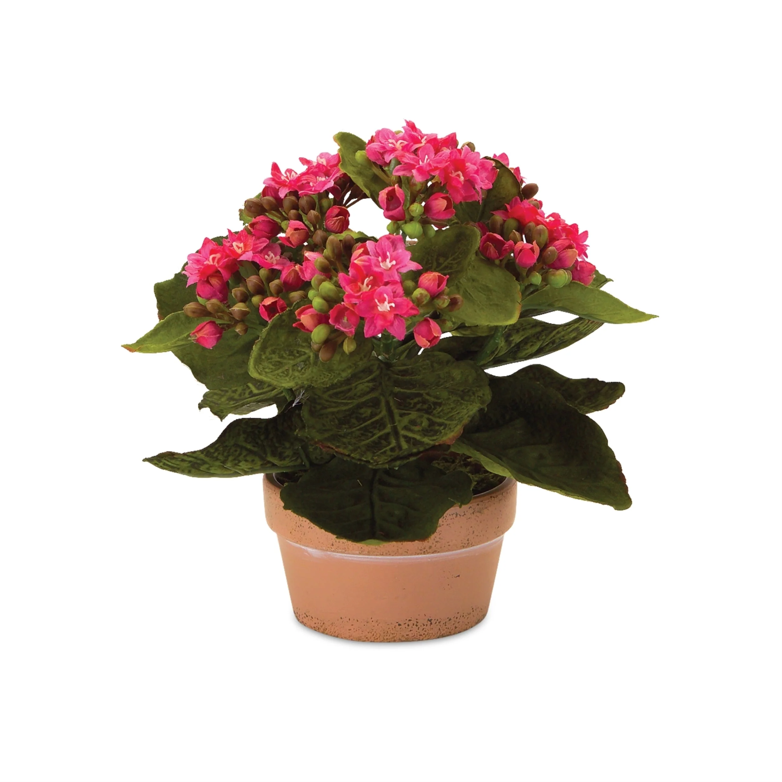 Assorted Kalanchoe Flower in Terra Cotta (Set of 4) - Image 5