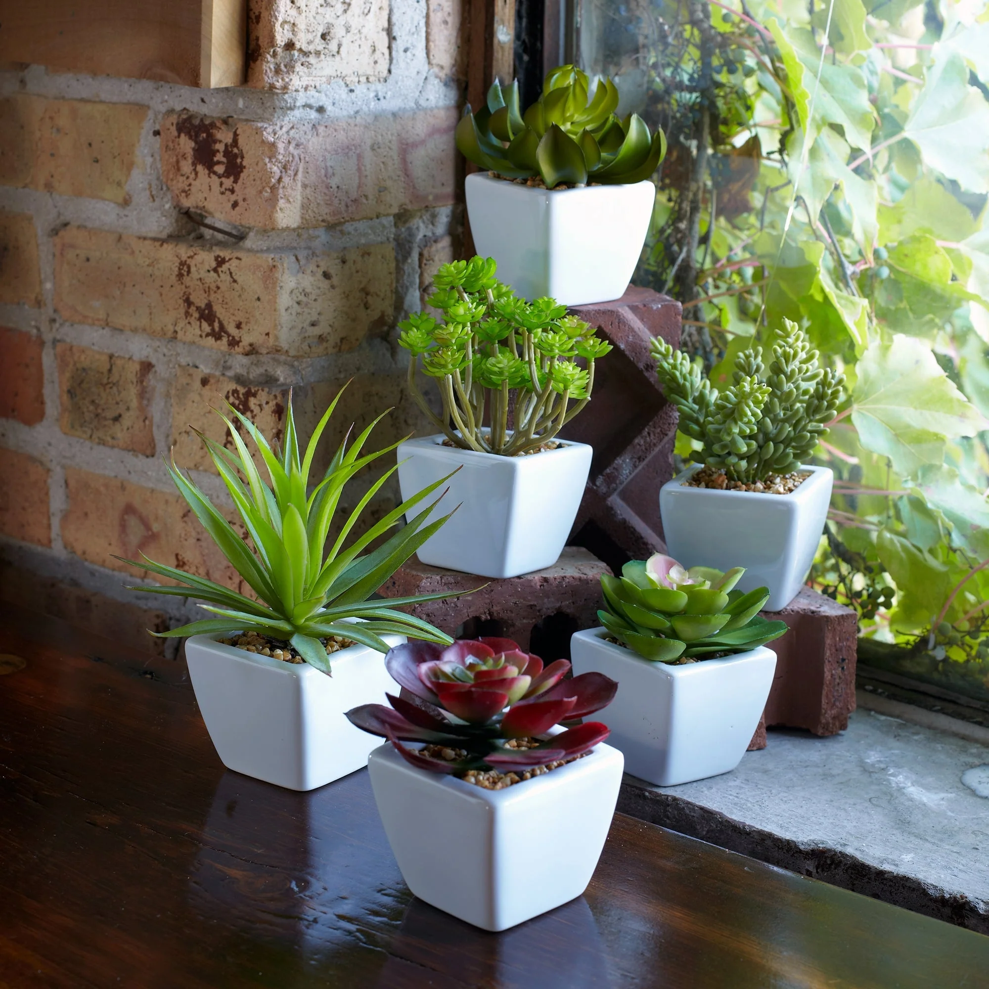 Assorted succulent in traditional white pot (set of 6) - Image 2