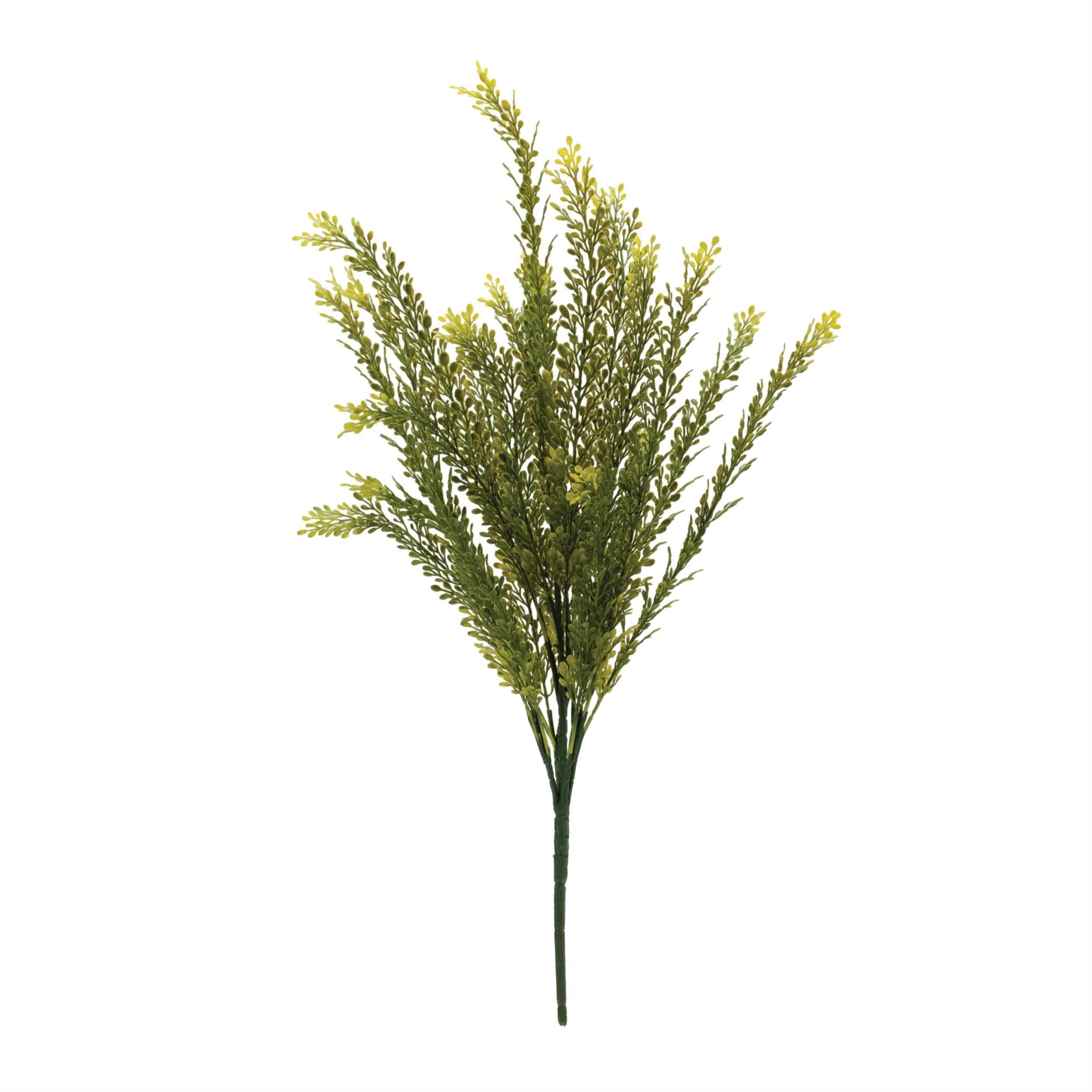 Baby Tears Foliage Bush (Set of 6) - Image 2