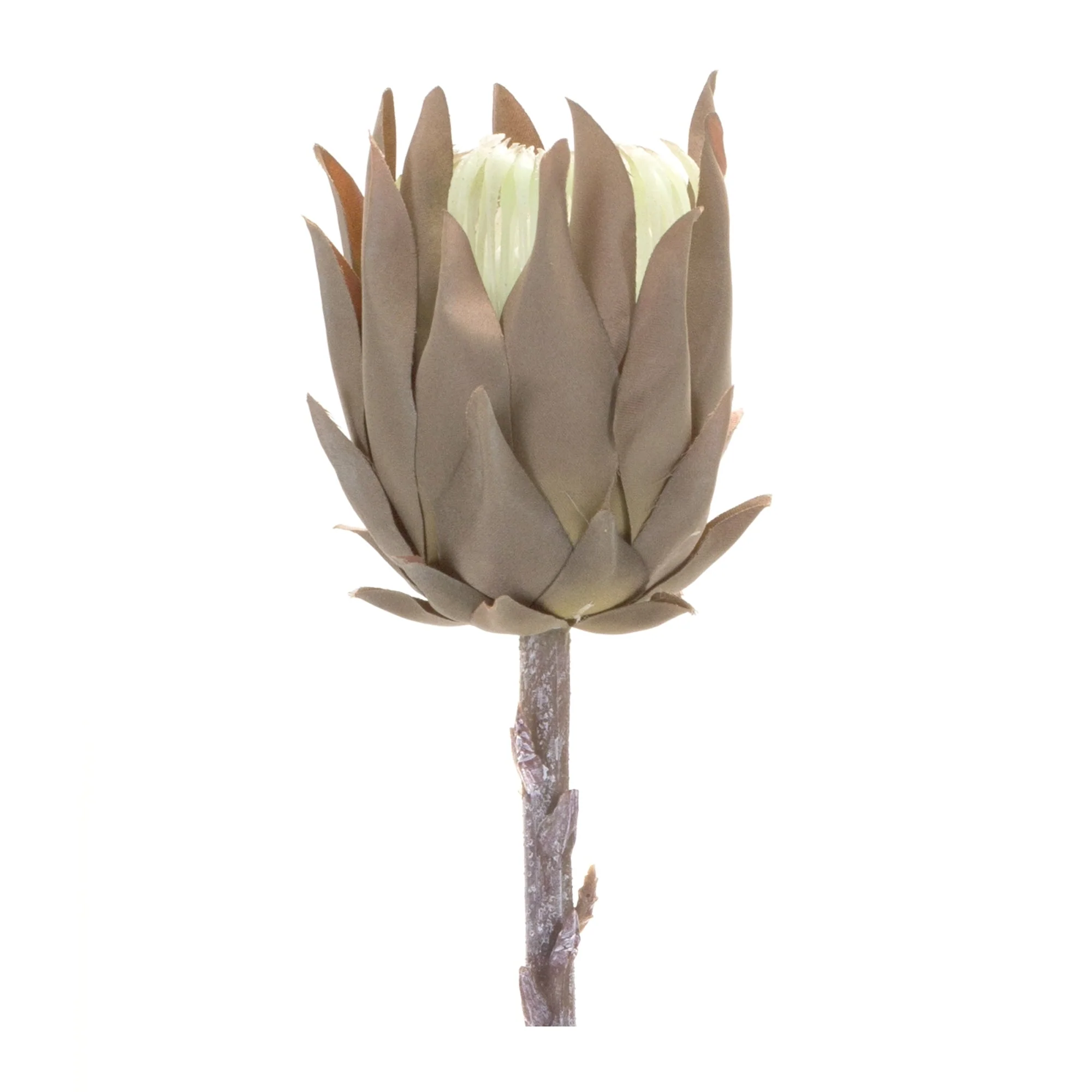 Beige Protea Stem (Set of 6) - Image 2