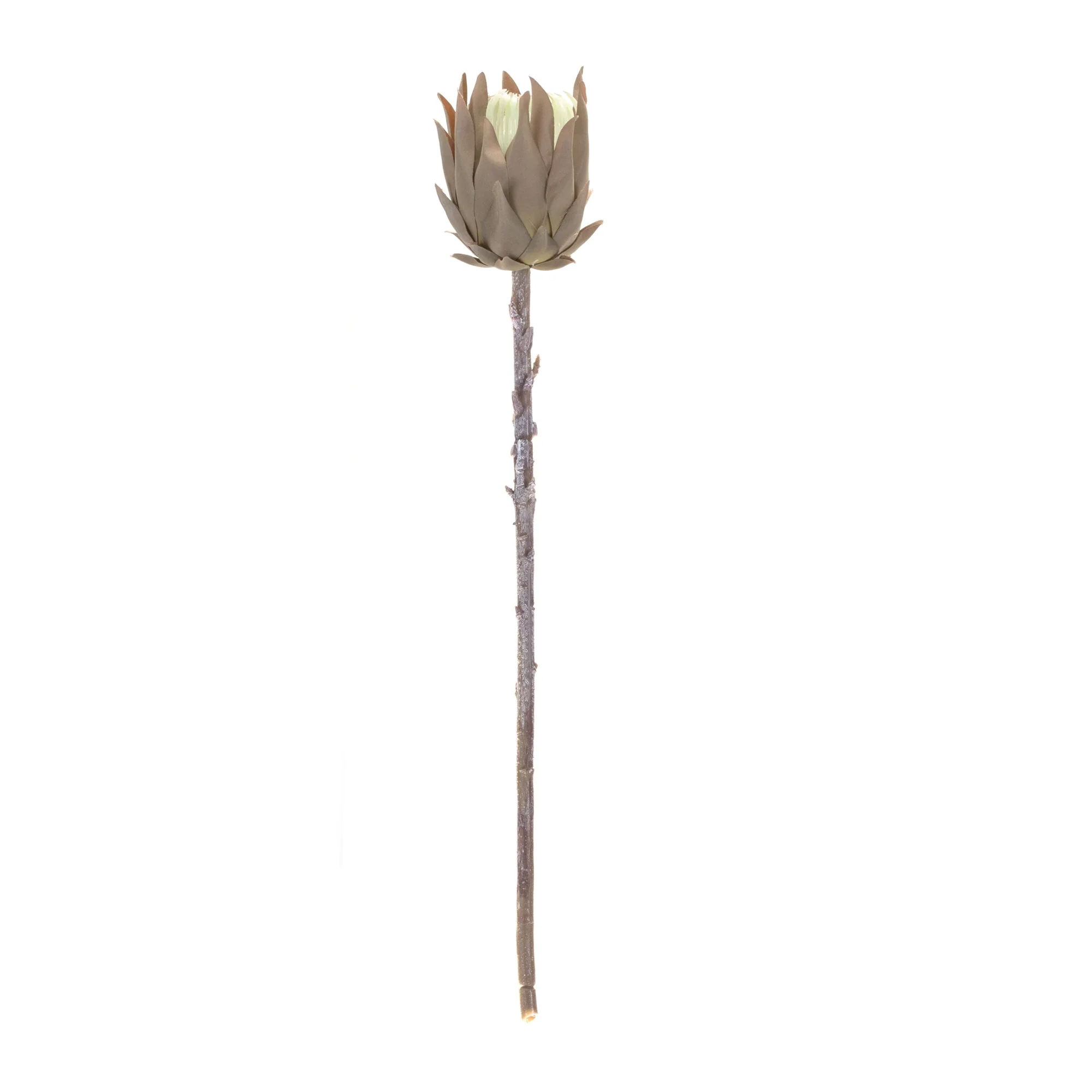 Beige Protea Stem (Set of 6) - Image 3