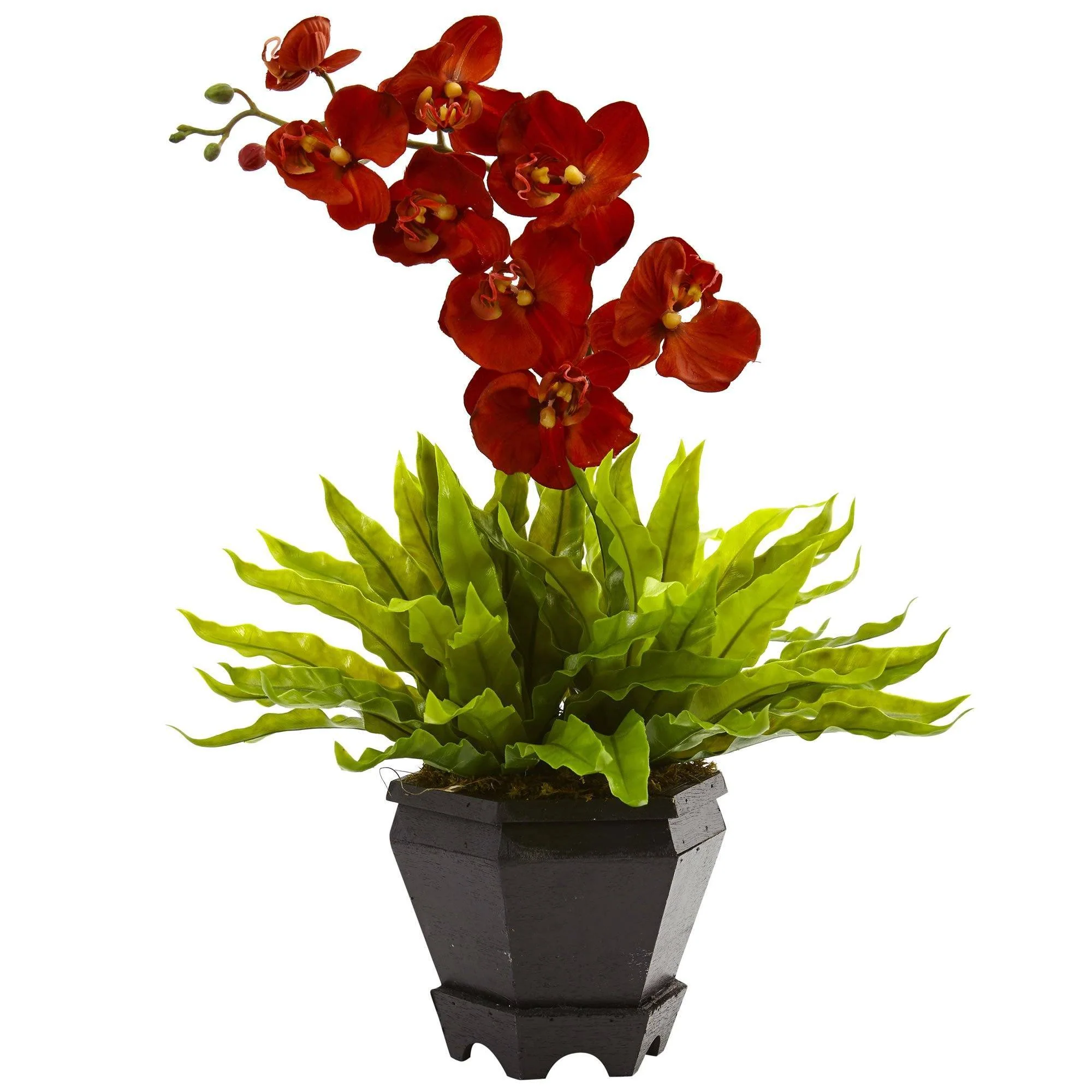 Birds Nest & Orchid Combo with Planter - Image 2