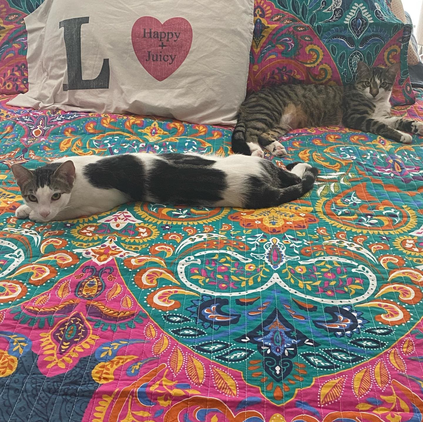 Boho Chic Quilt 3 Piece Set - Image 8