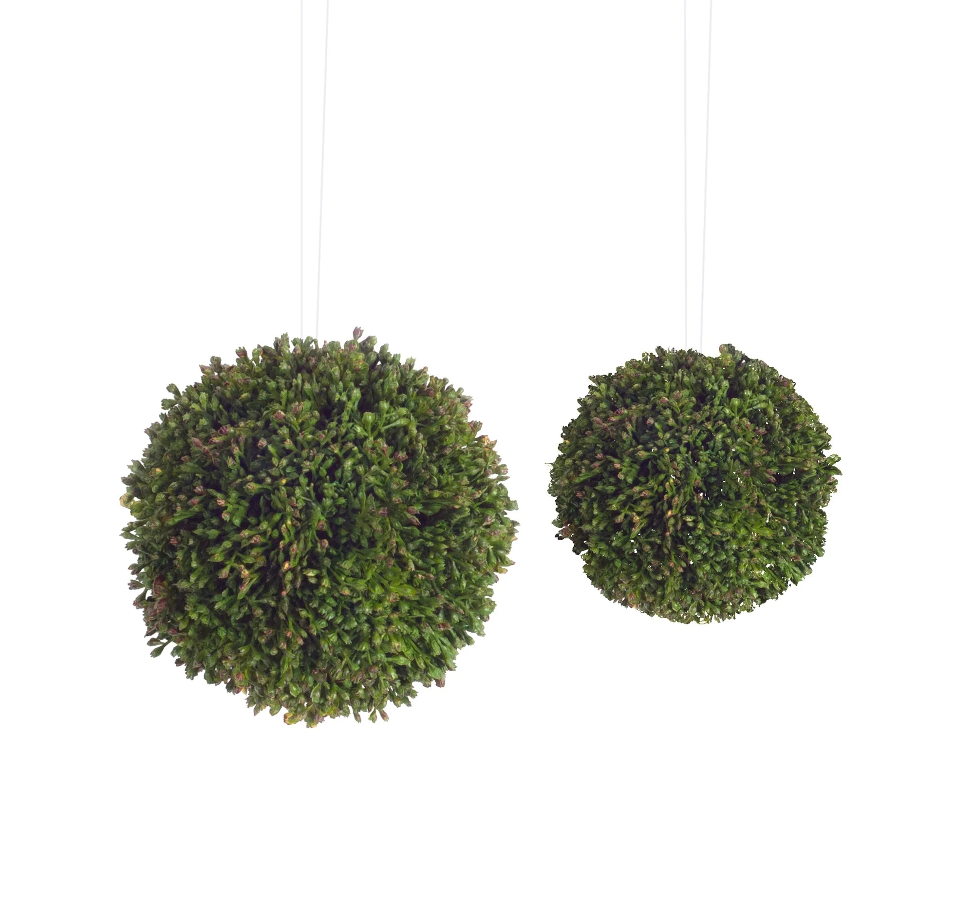 Boxwood Sedum Orb (Set of 8) - Image 2
