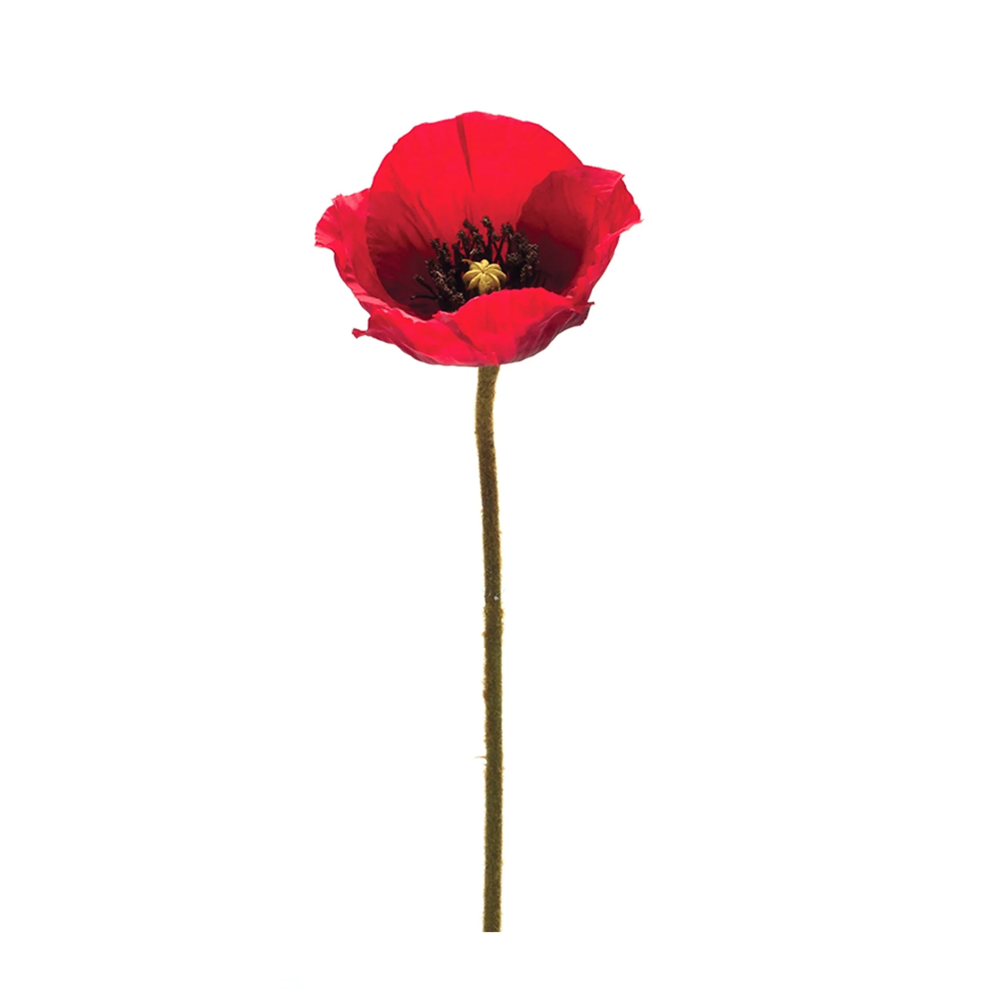 Bright Red Poppy Flower Stem (Set of 6) - Image 2