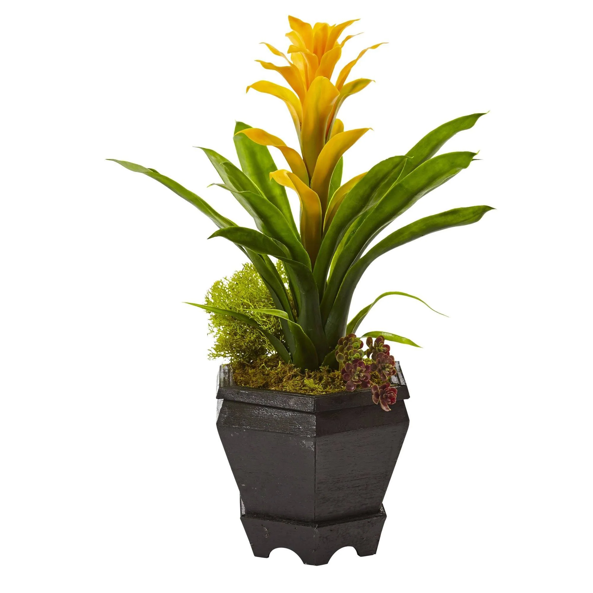 Bromeliad in Black Hexagon Planter - Image 2