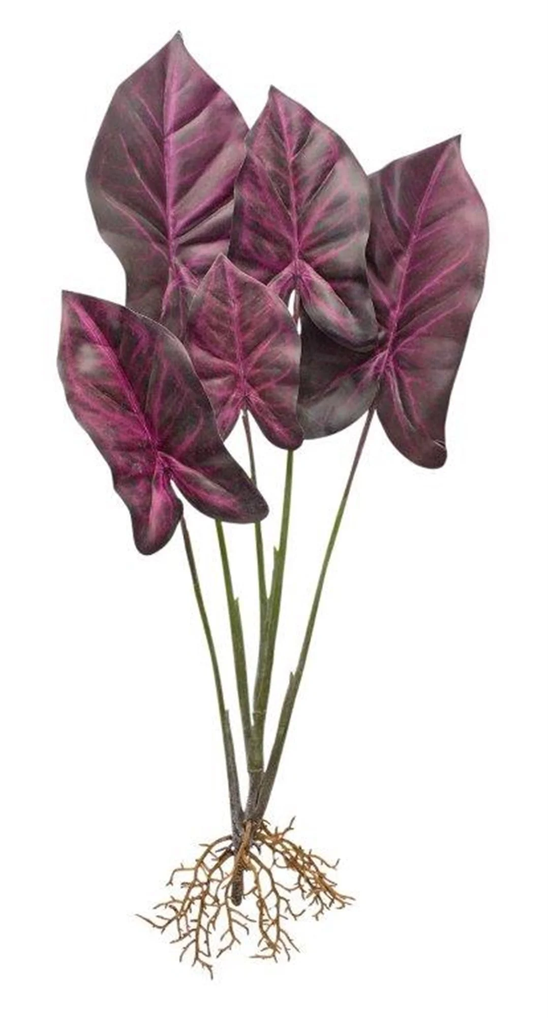 Burgandy caladium plant with roots accent (set of 2) - Image 2