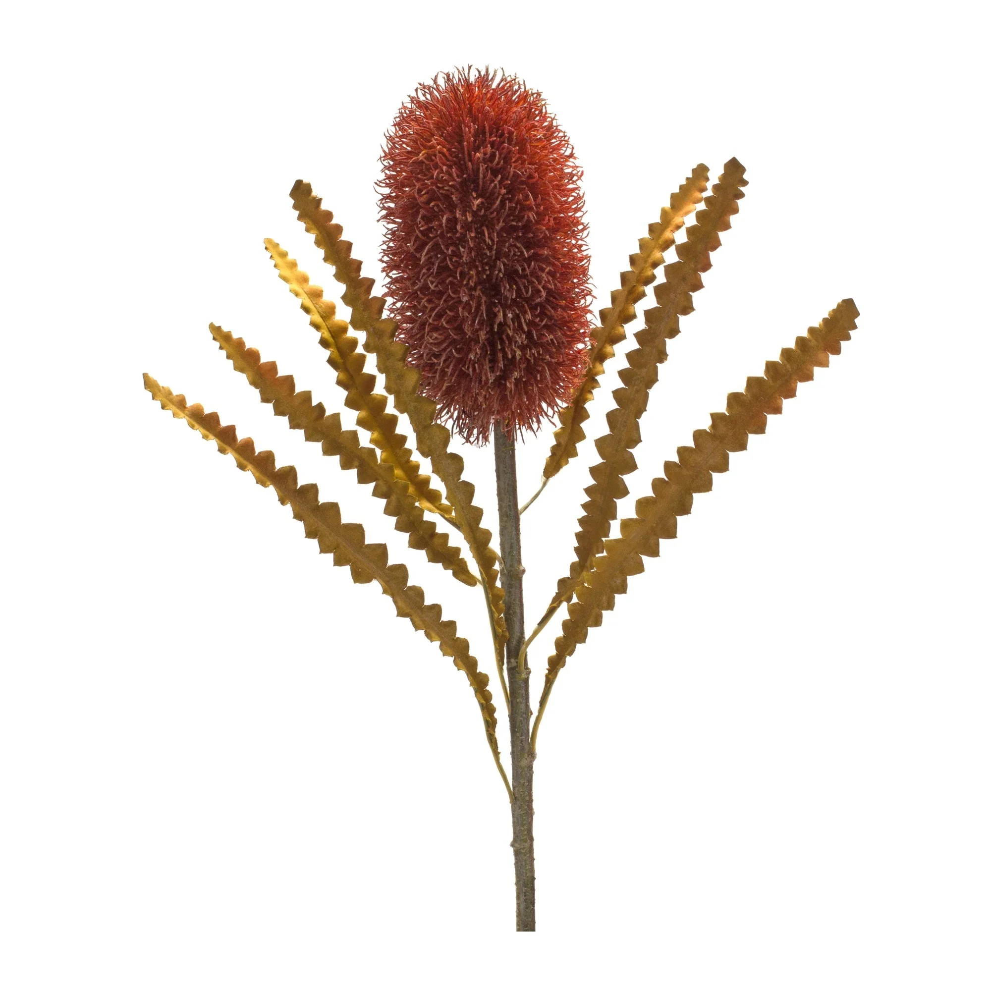Burnt Orange Banksia Floral Stem (Set of 6) - Image 2