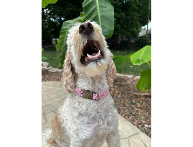 Cobra Braid in Pink & White Stripes - Handmade Dog Collar - Image 7