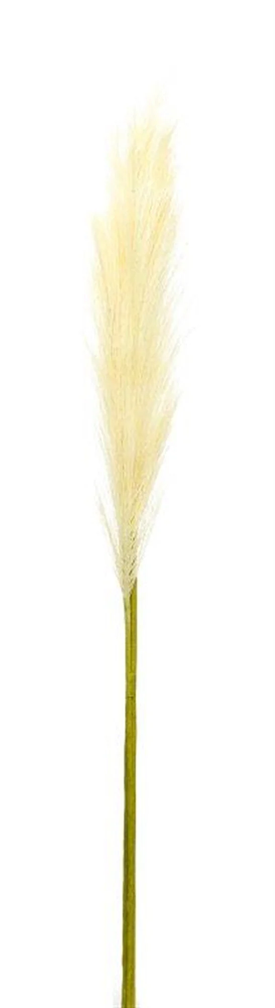 Cream Pampas Gass Stem (Set of 4) - Image 2