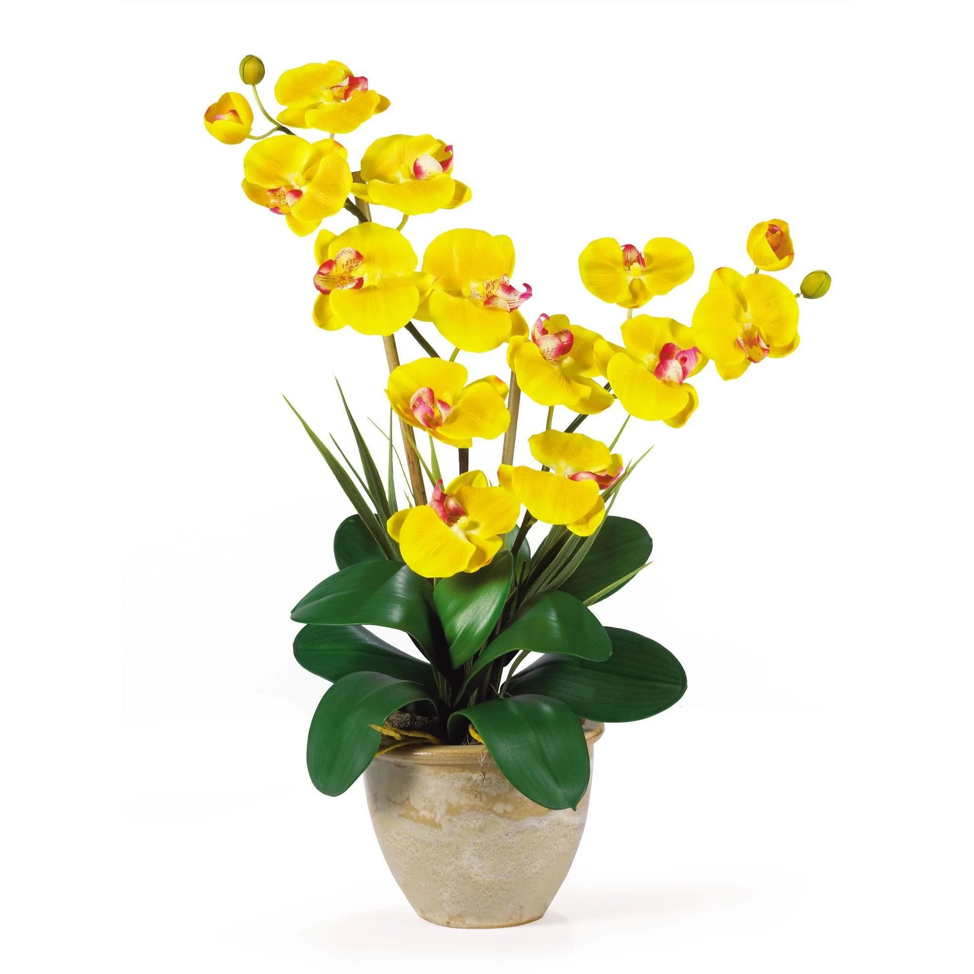 Double Stem Phalaenopsis Silk Orchid Arrangement - Image 4