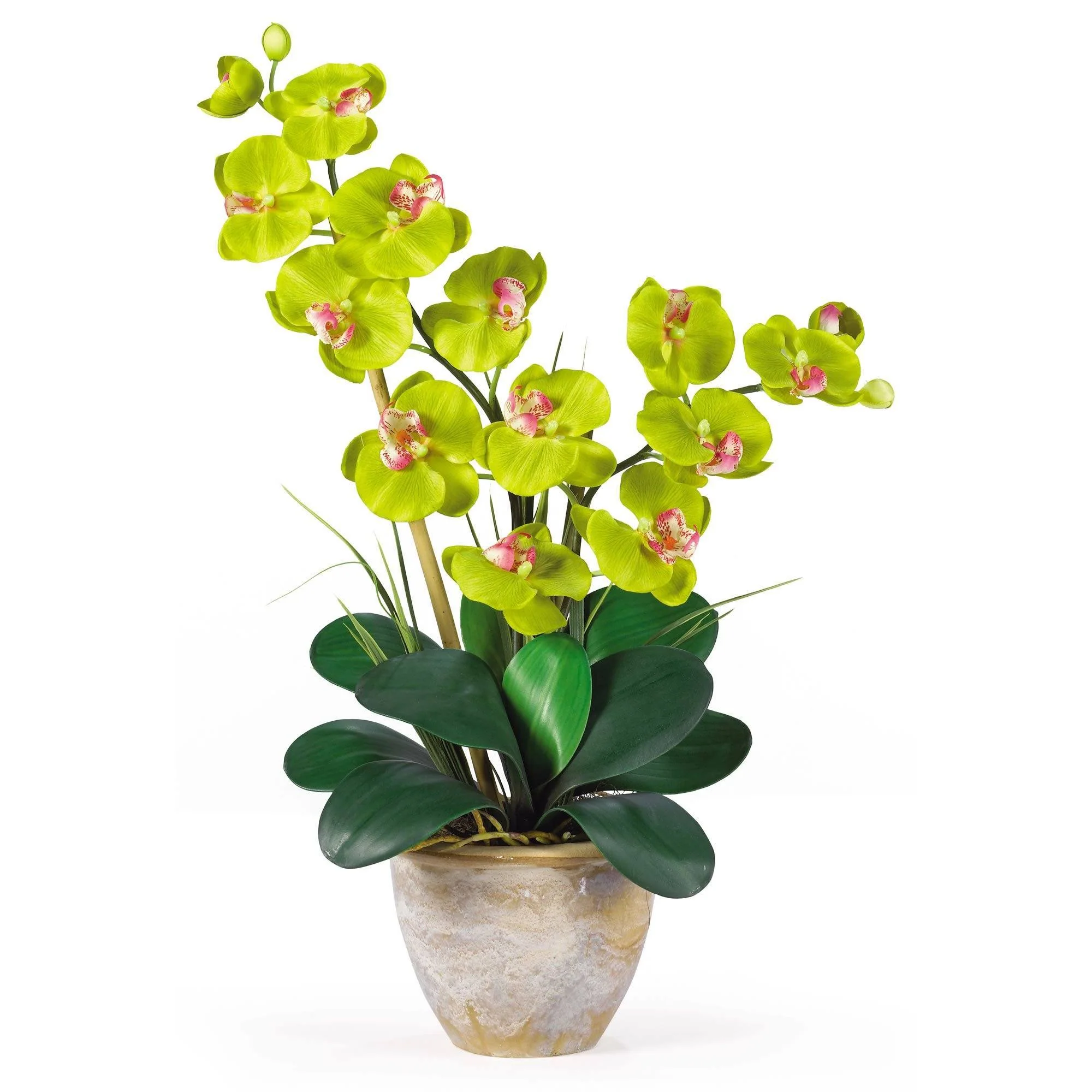 Double Stem Phalaenopsis Silk Orchid Arrangement - Image 5