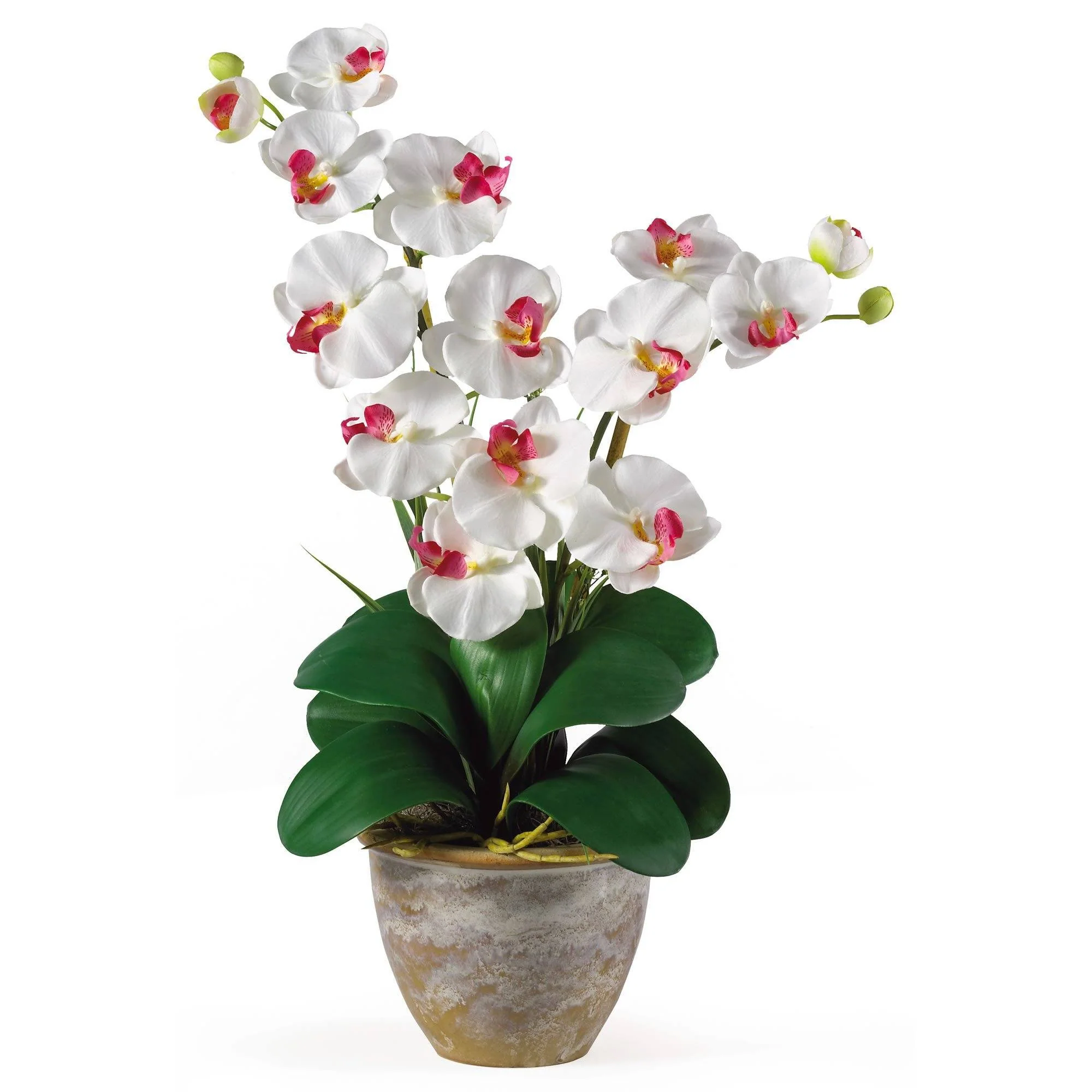 Double Stem Phalaenopsis Silk Orchid Arrangement - Image 7