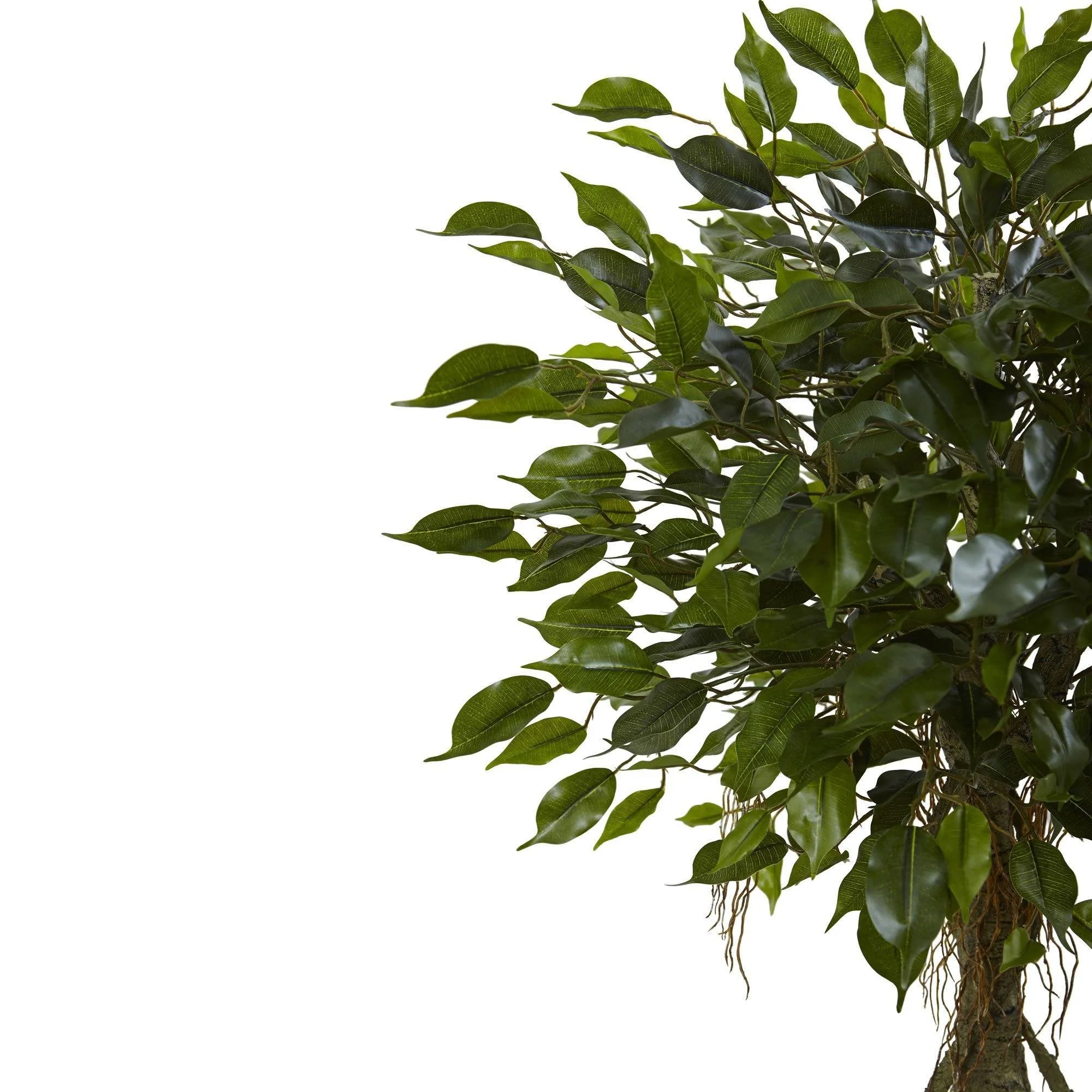Ficus Tree with White Planter UV Resistant (Indoor/Outdoor) - Image 2