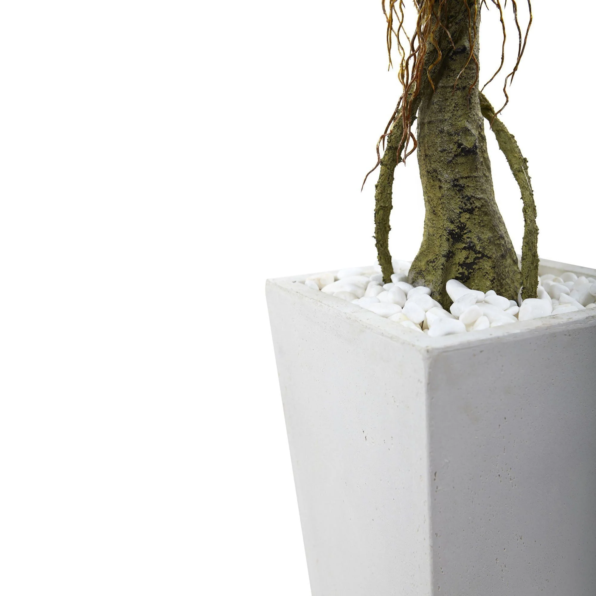 Ficus Tree with White Planter UV Resistant (Indoor/Outdoor) - Image 3