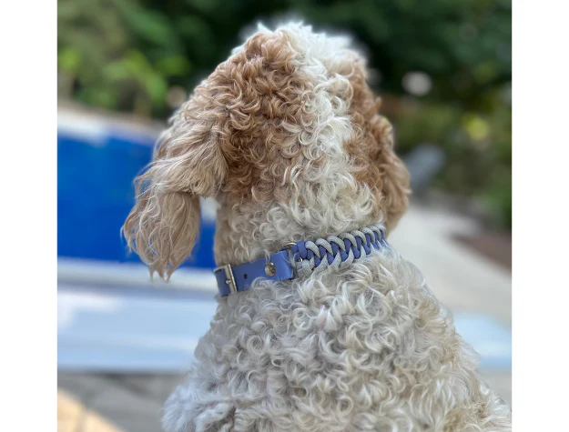 Fishtail Hand Braided Dog Collar in Lavender & Smoke - Image 6