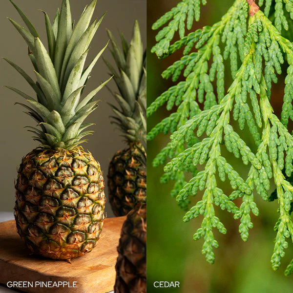 Fresh Balsam Fir Candle by Old World Christmas - Image 3