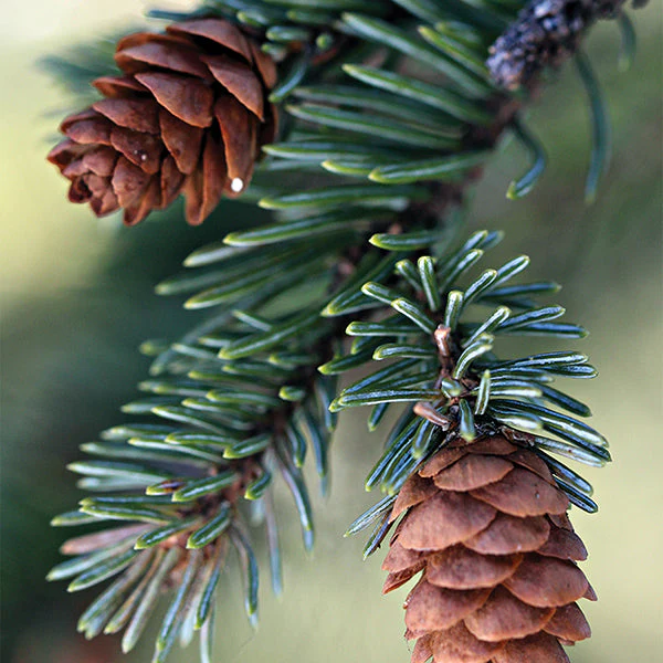 Fresh Balsam Fir Candle by Old World Christmas - Image 4