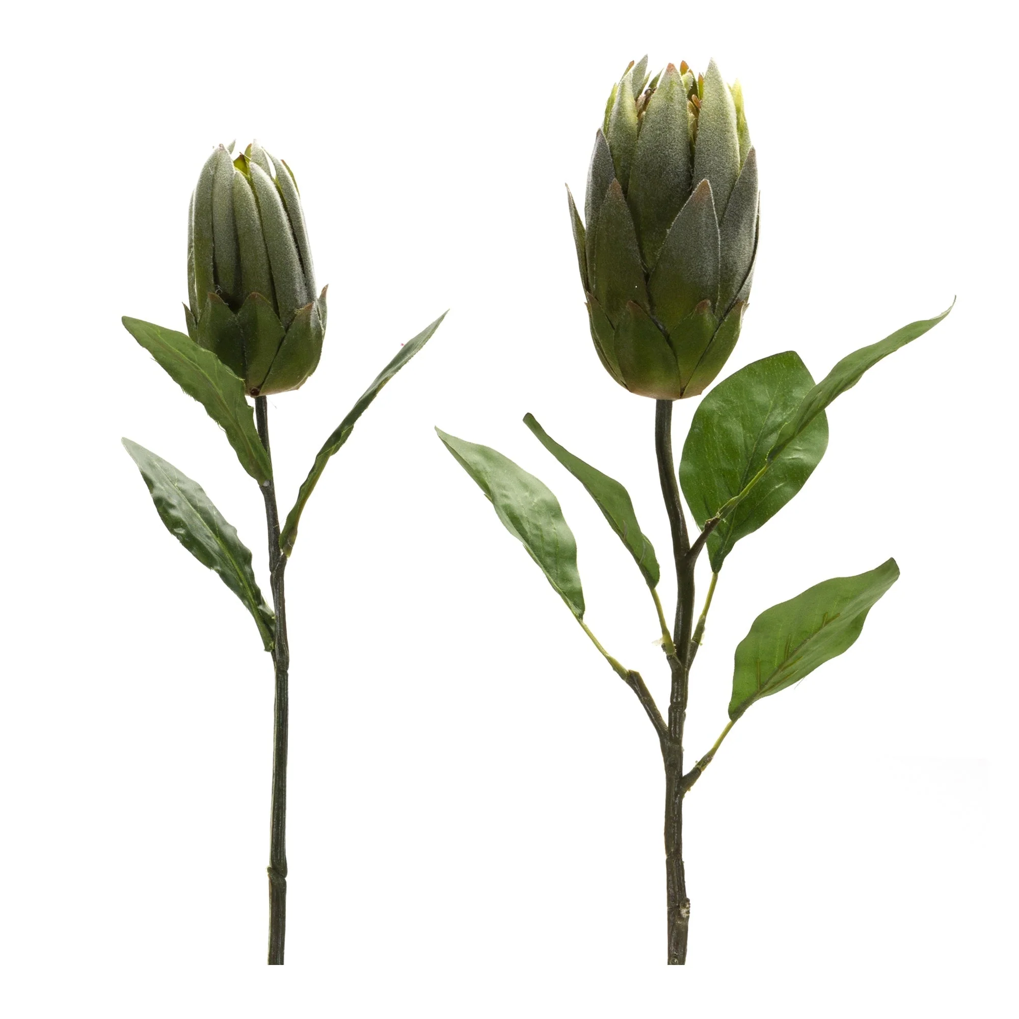 Green Protea Leaf Stem (Set of 6) - Image 2
