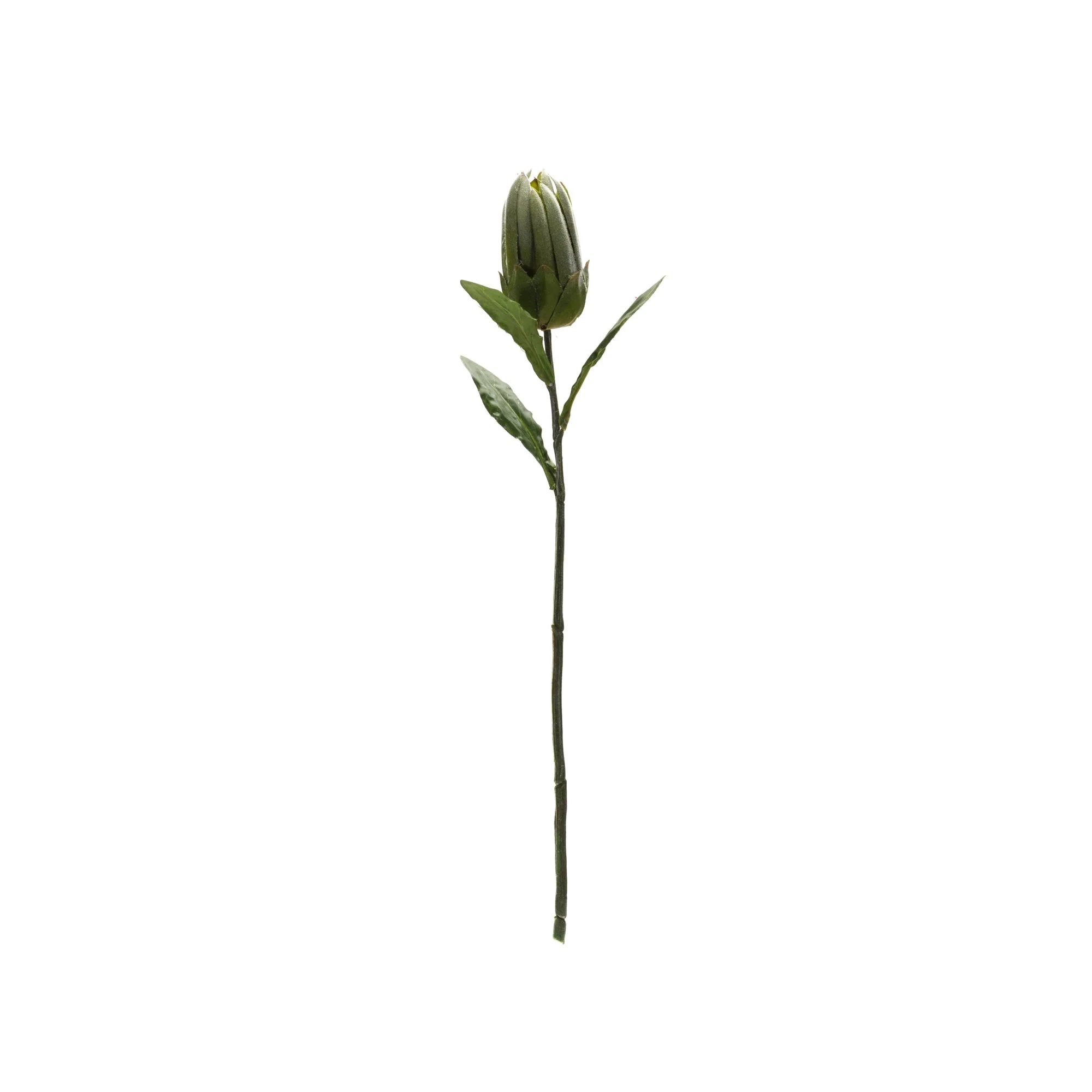 Green Protea Leaf Stem (Set of 6) - Image 3