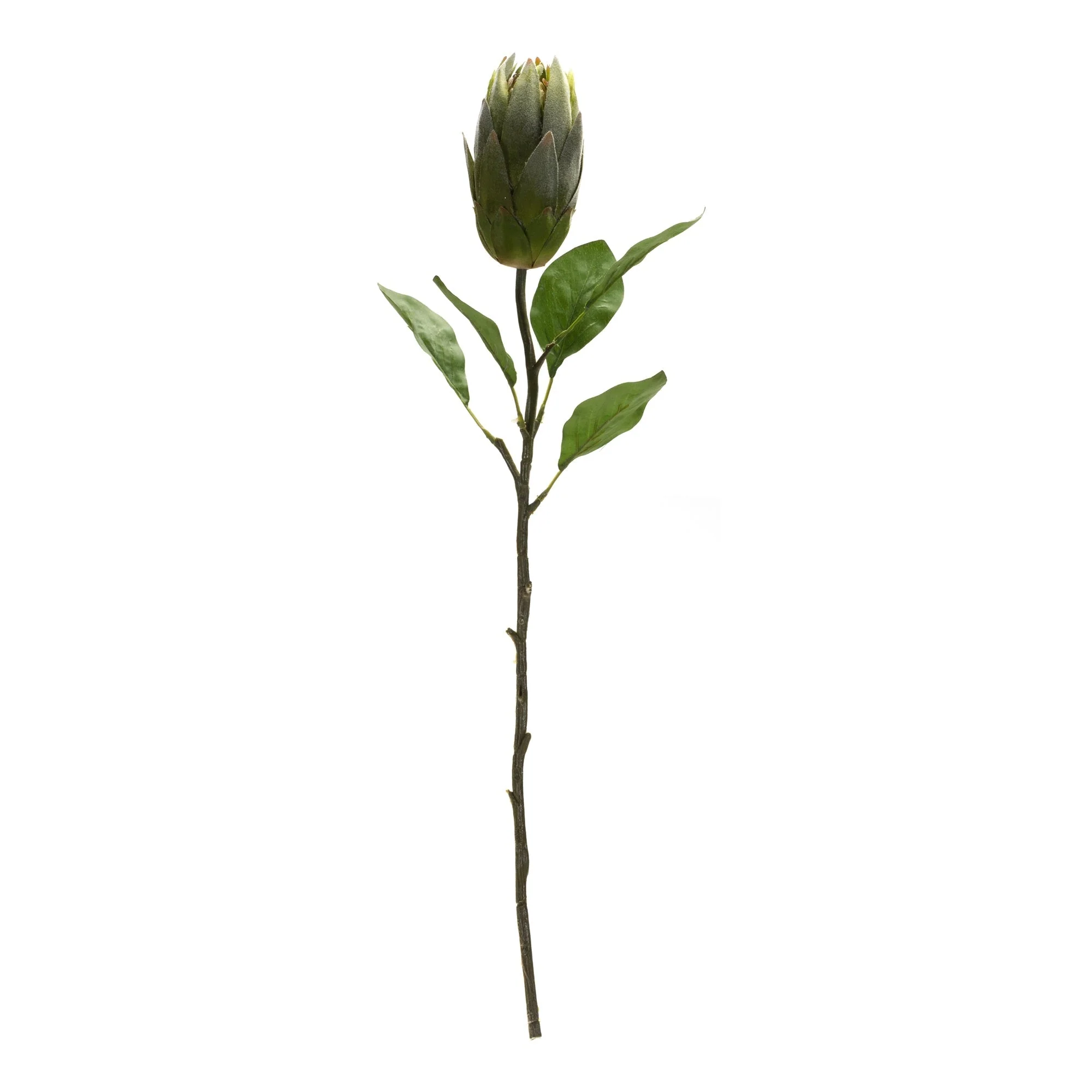 Green Protea Leaf Stem (Set of 6) - Image 4