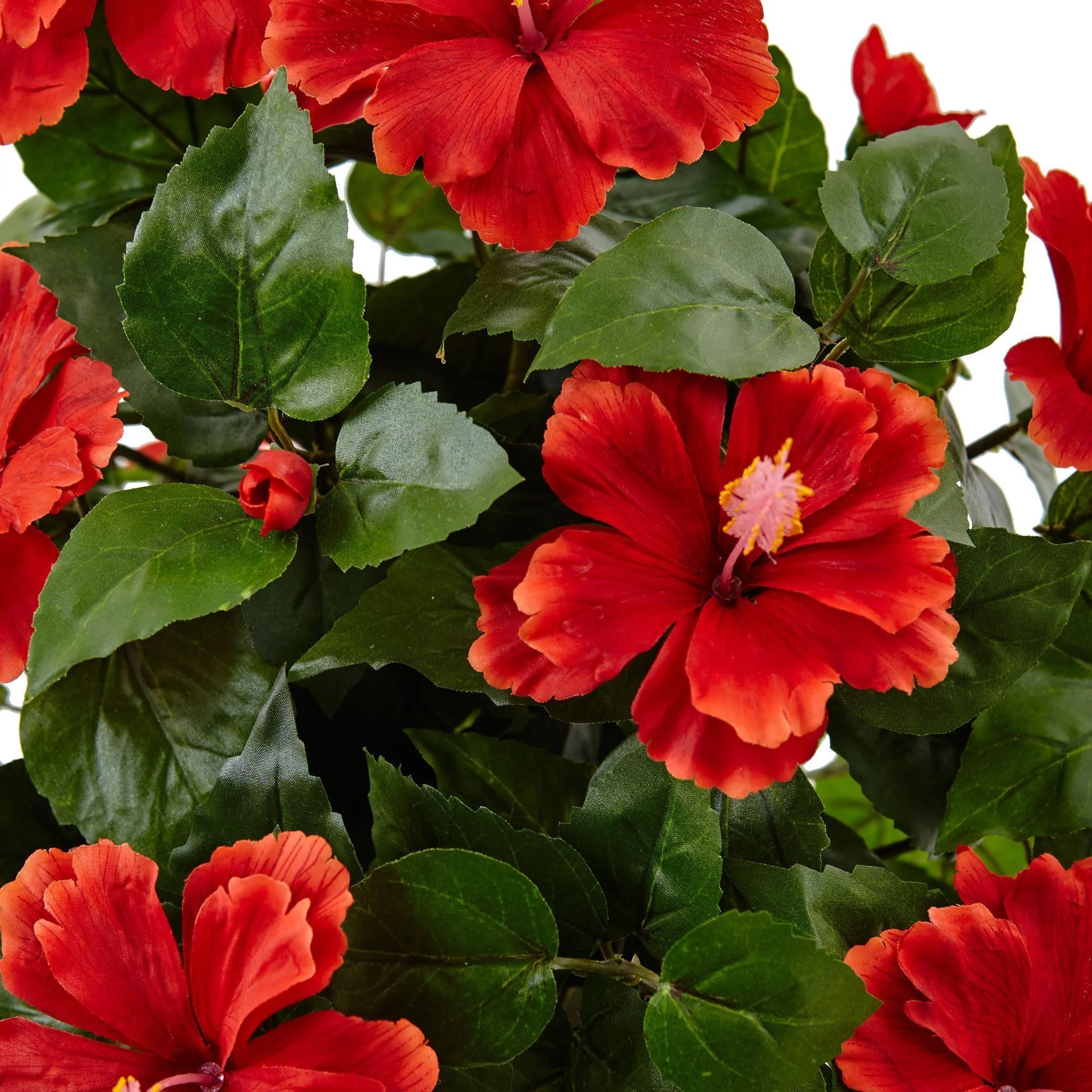 Hibiscus in Swirl Planter - Image 2