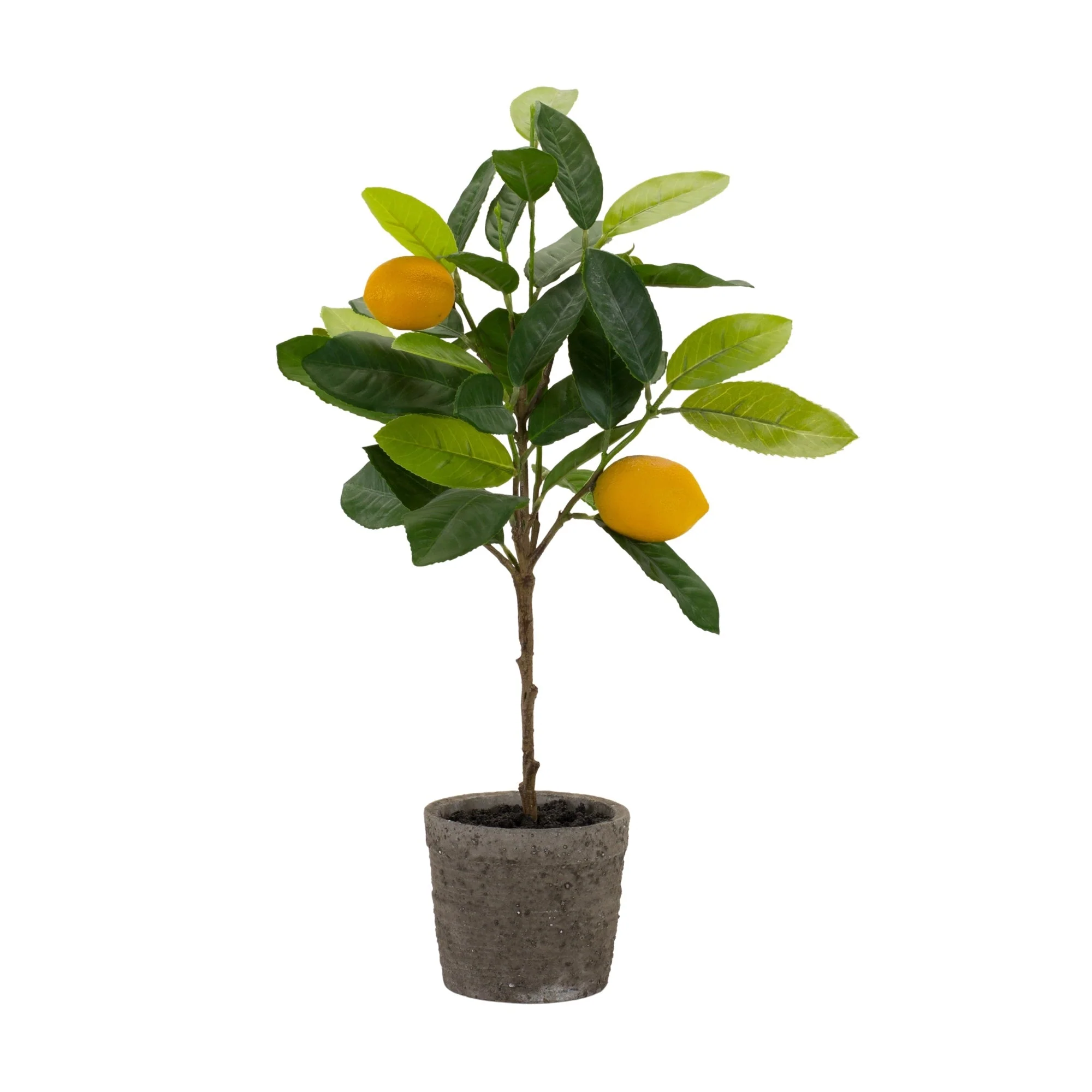 Lemon fruit silk tree with pot (set of 2) - Image 2