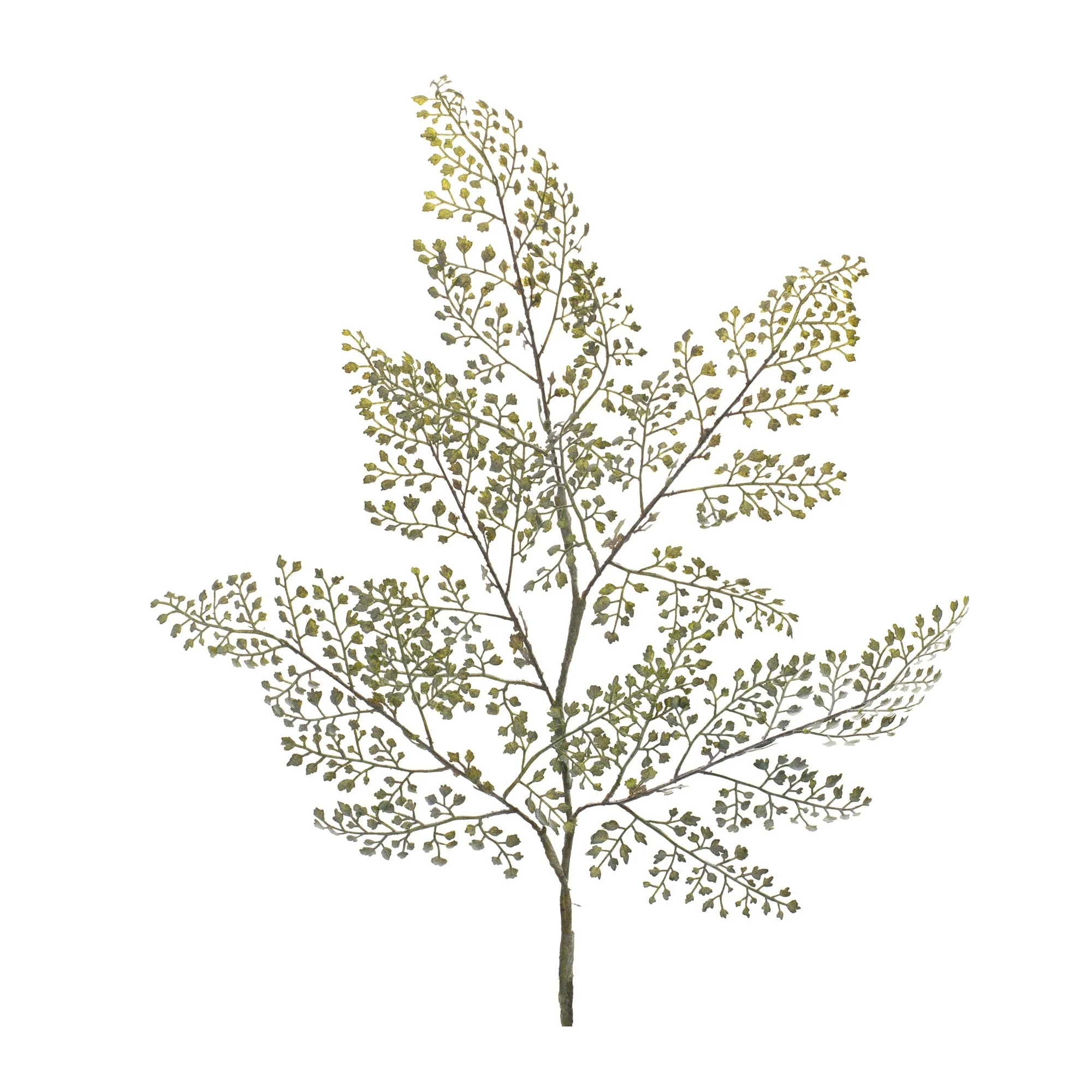 Maiden Hair Fern Foliage Spray (Set of 6) - Image 2
