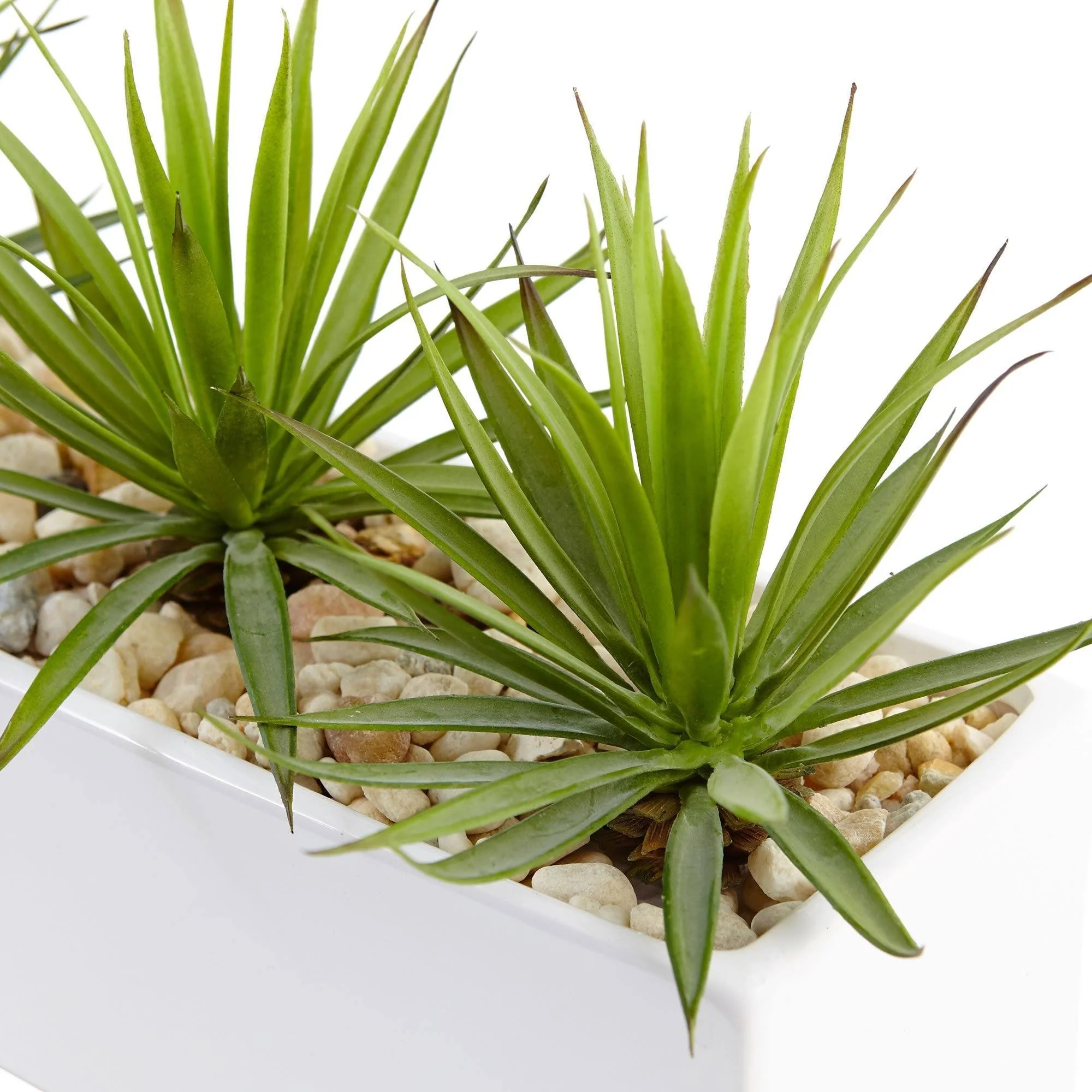 Mini Agave in Rectangular Ceramic - Image 2