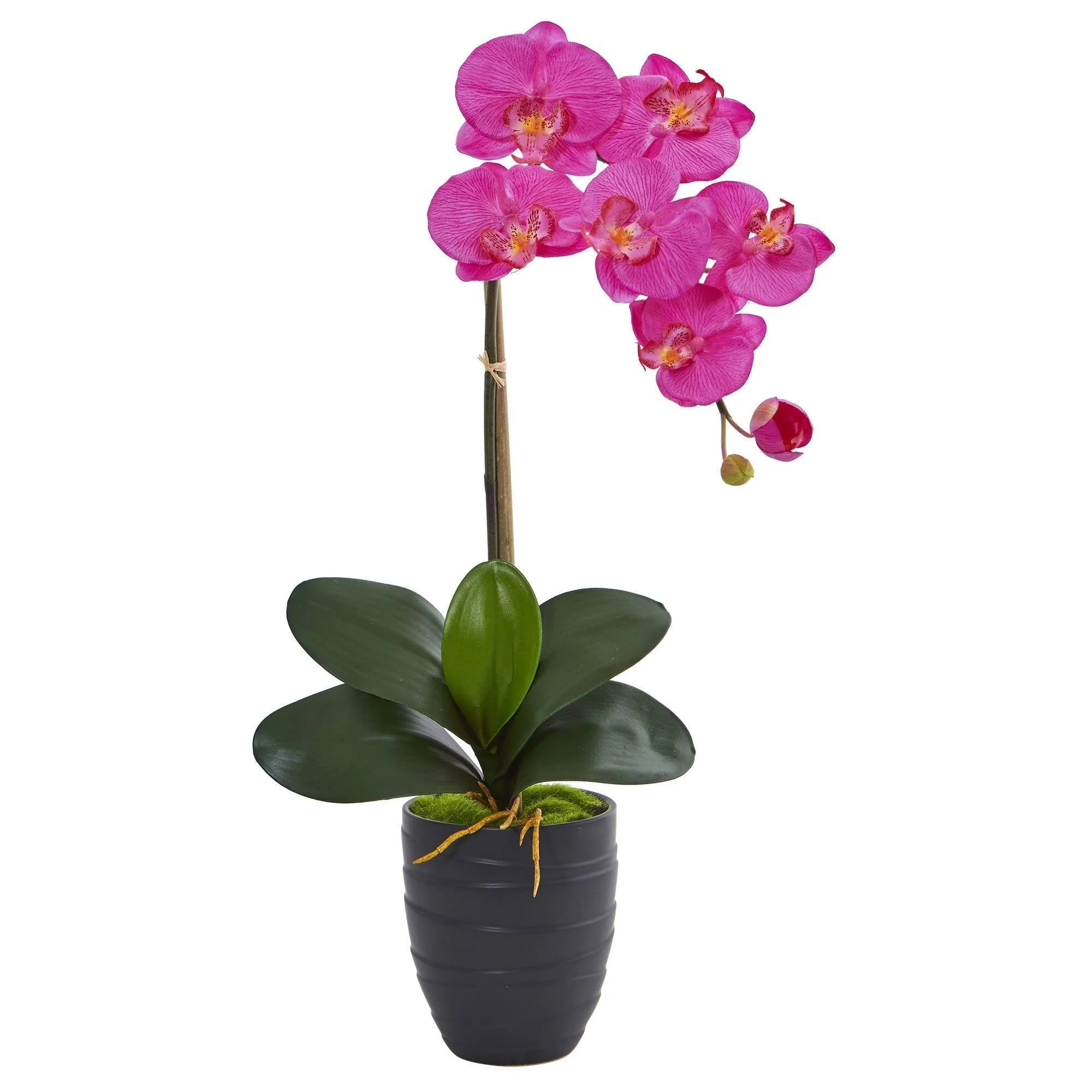 Phalaenopsis Orchid in Black Vase - Image 3