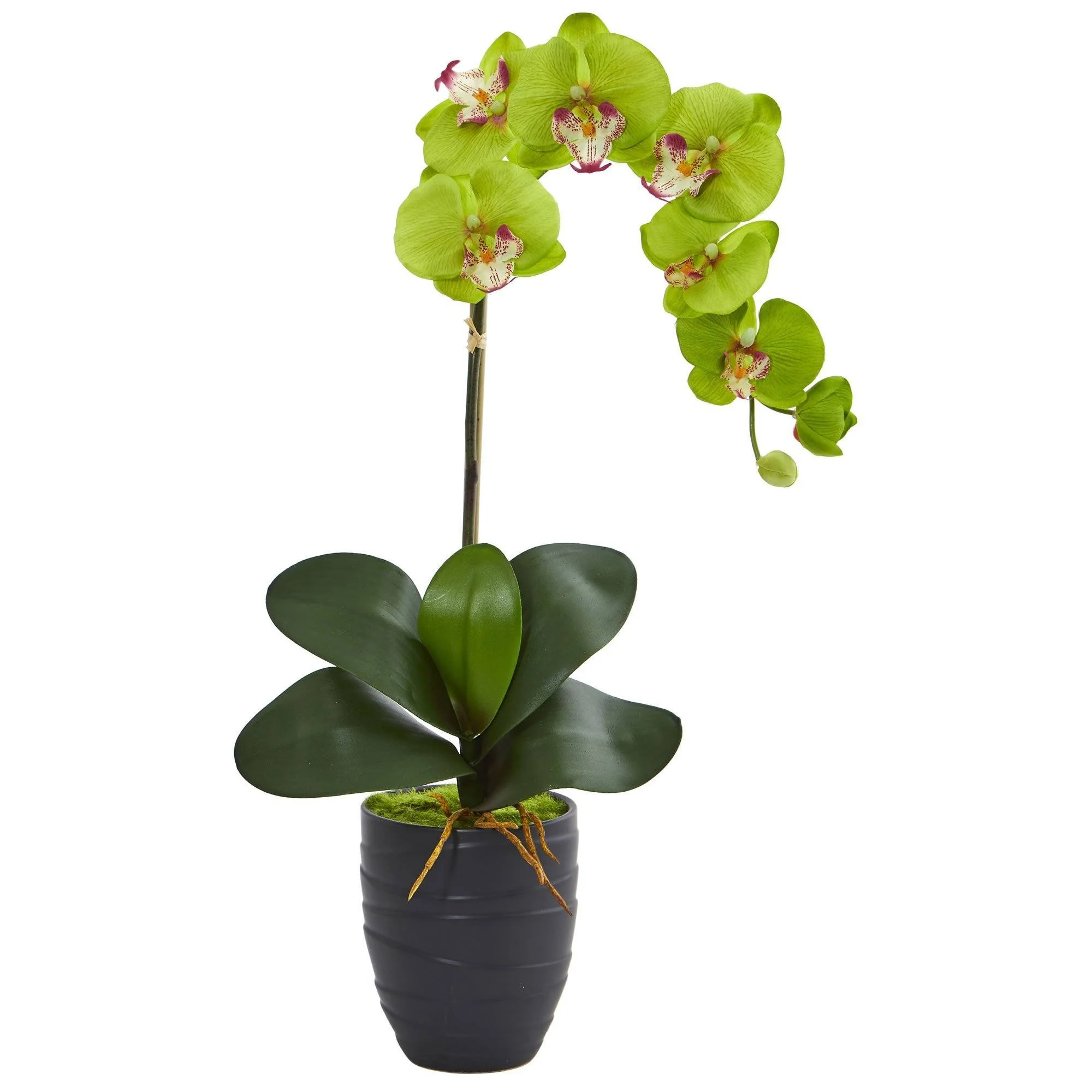 Phalaenopsis Orchid in Black Vase - Image 4