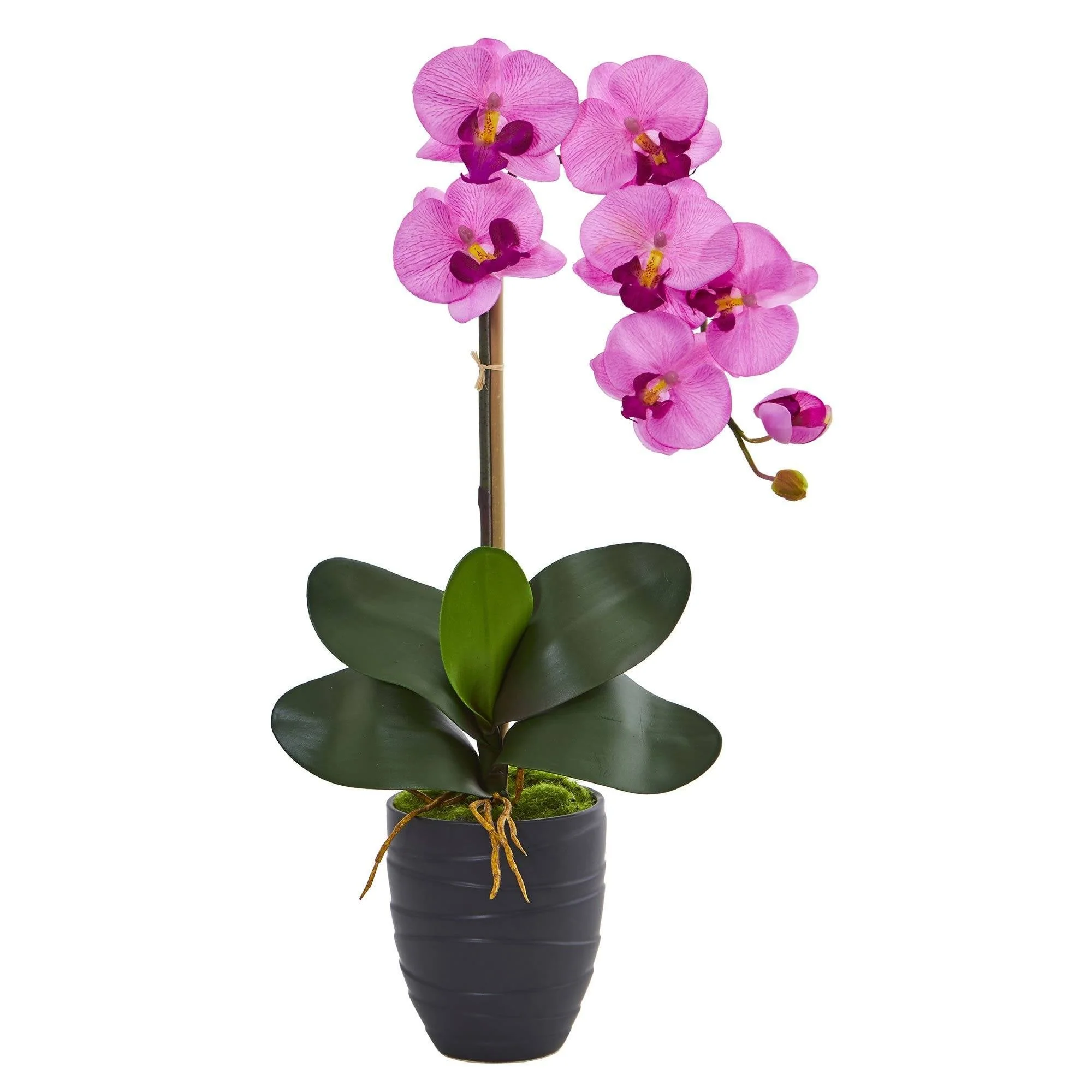 Phalaenopsis Orchid in Black Vase - Image 5