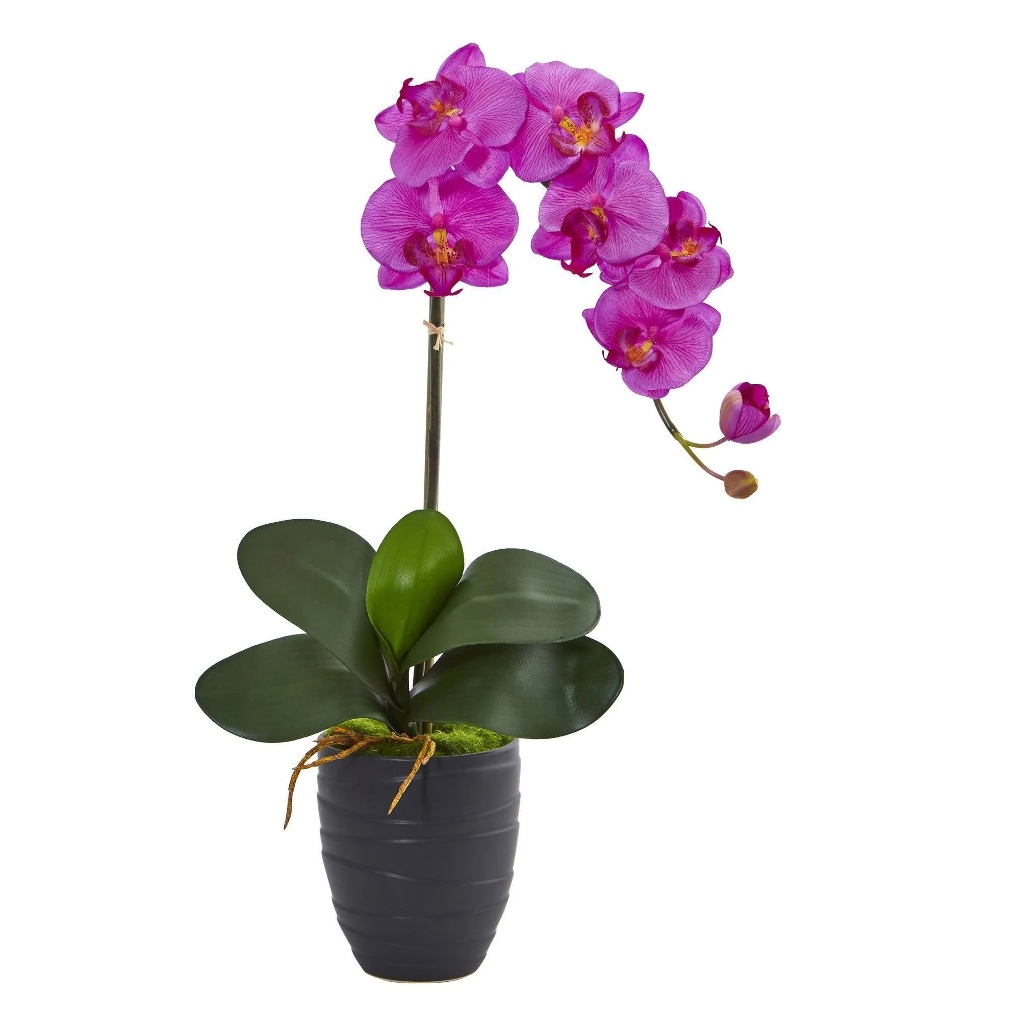 Phalaenopsis Orchid in Black Vase - Image 6