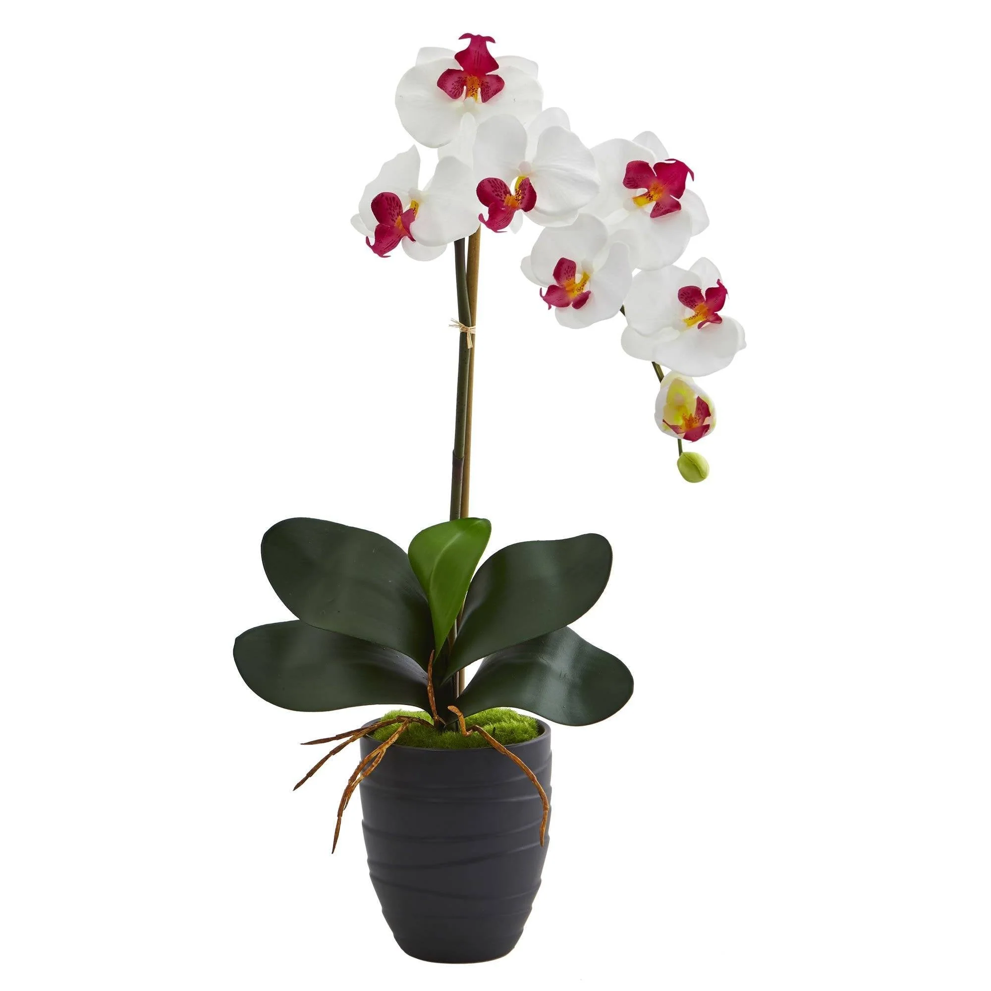 Phalaenopsis Orchid in Black Vase - Image 7