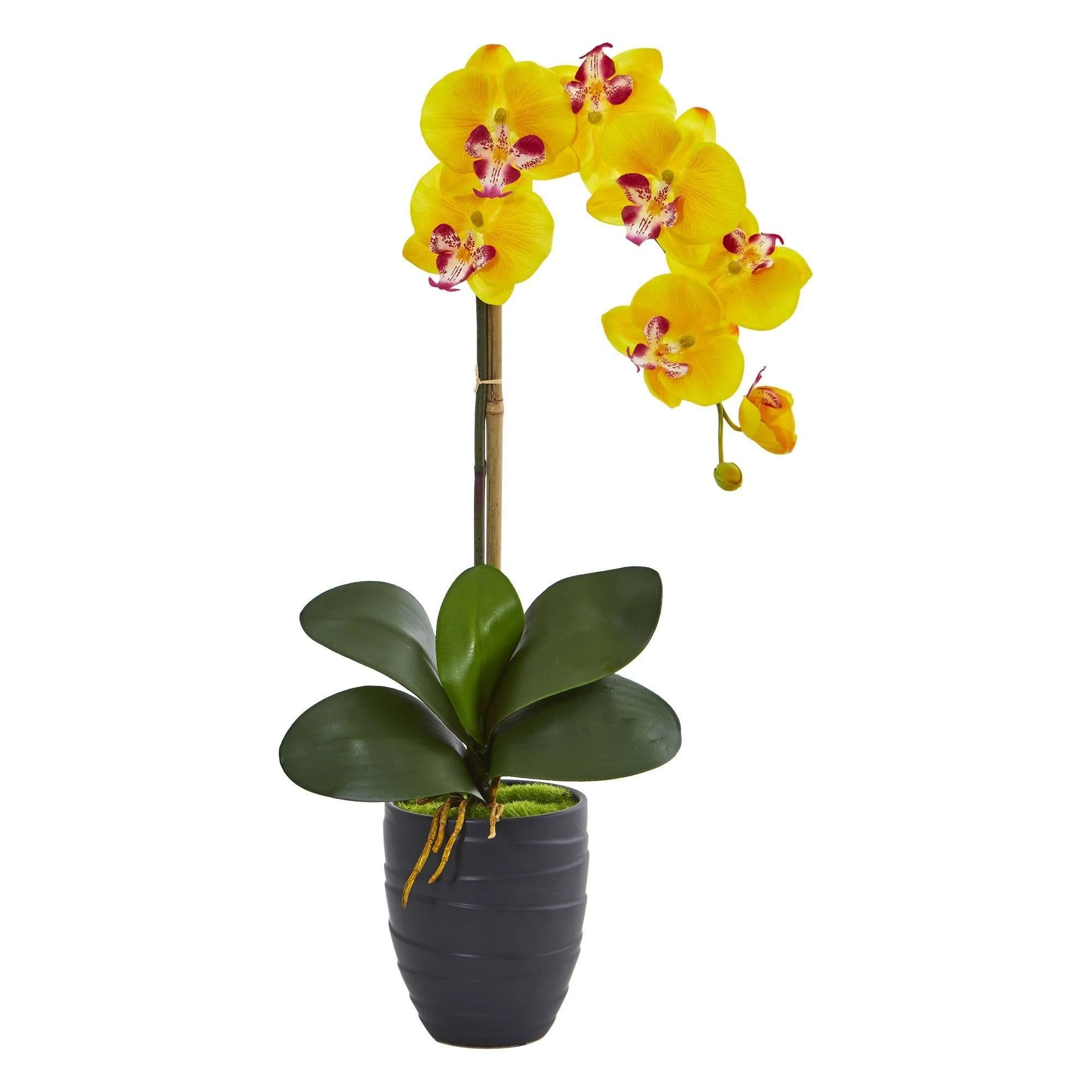 Phalaenopsis Orchid in Black Vase - Image 8