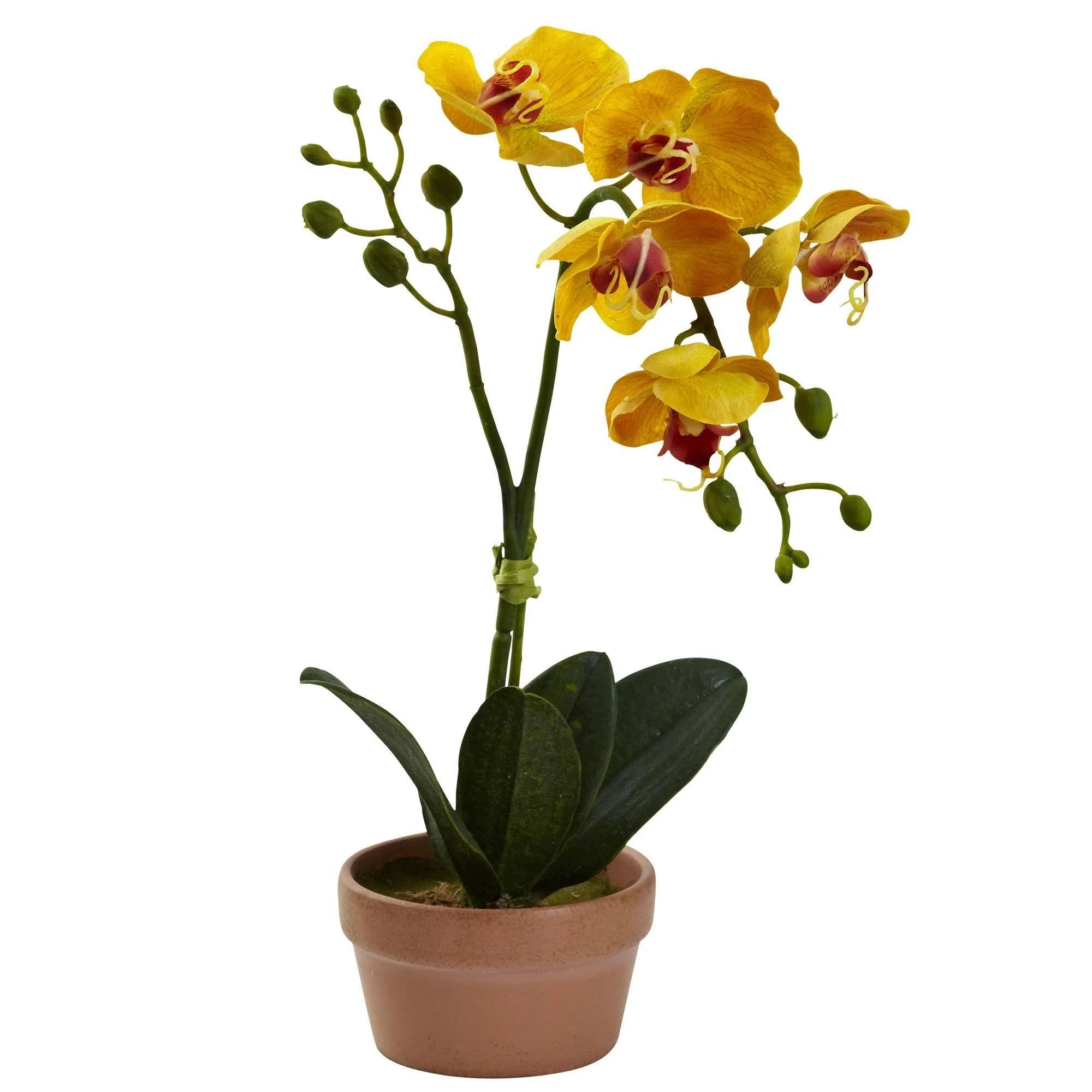 Phalaenopsis Orchid w/Clay Vase (Set of 4) - Image 2