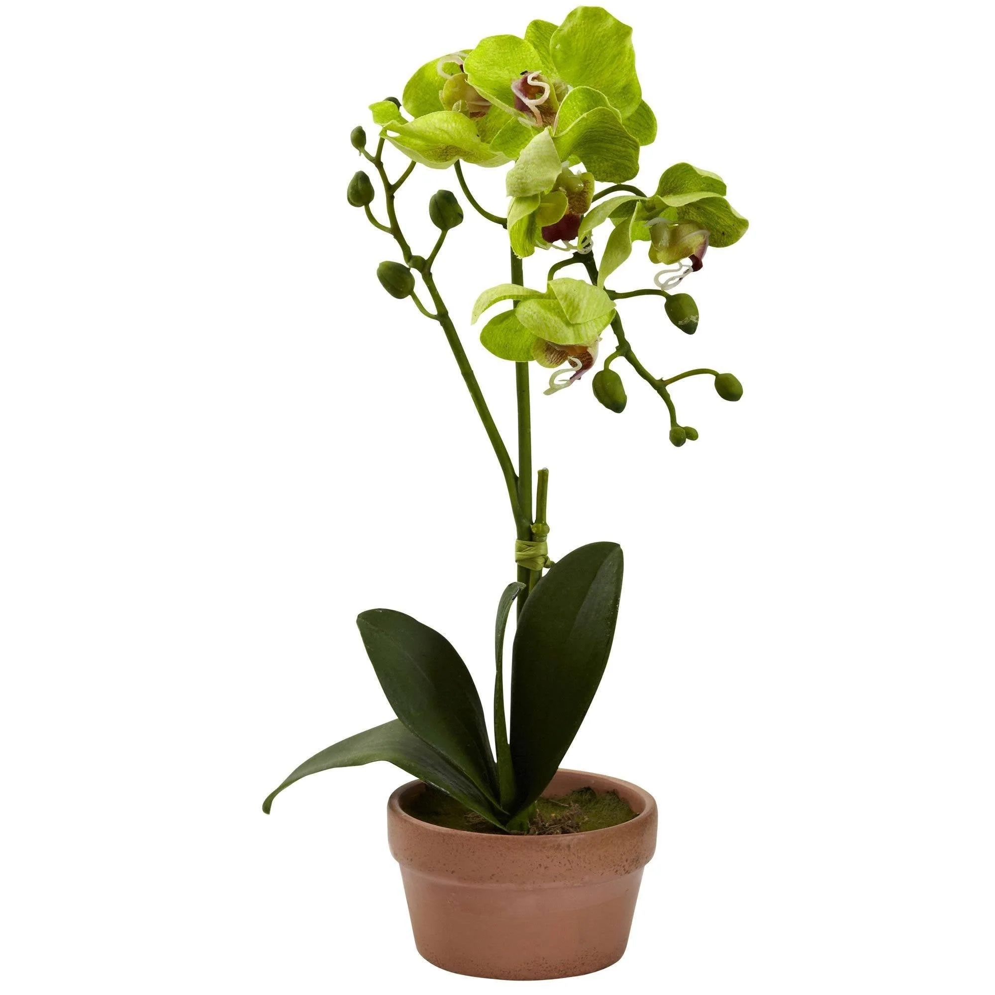 Phalaenopsis Orchid w/Clay Vase (Set of 4) - Image 3