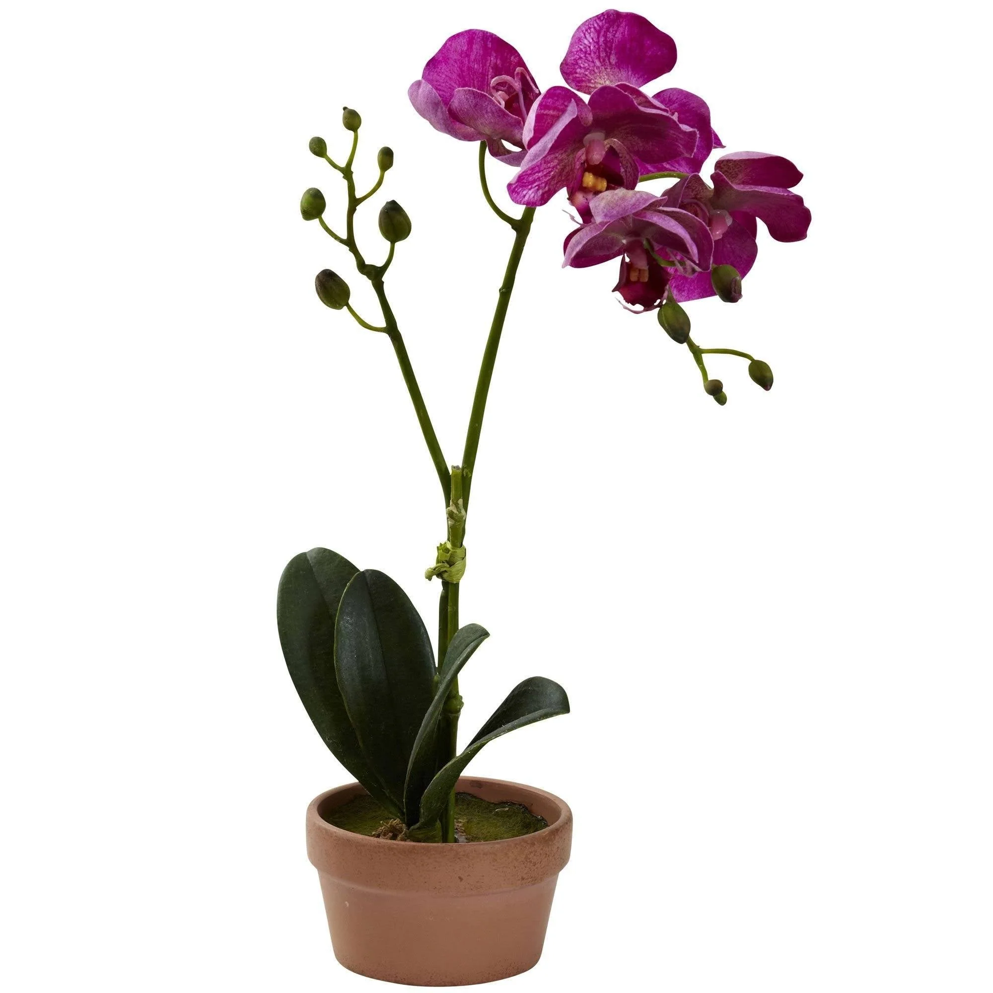 Phalaenopsis Orchid w/Clay Vase (Set of 4) - Image 4