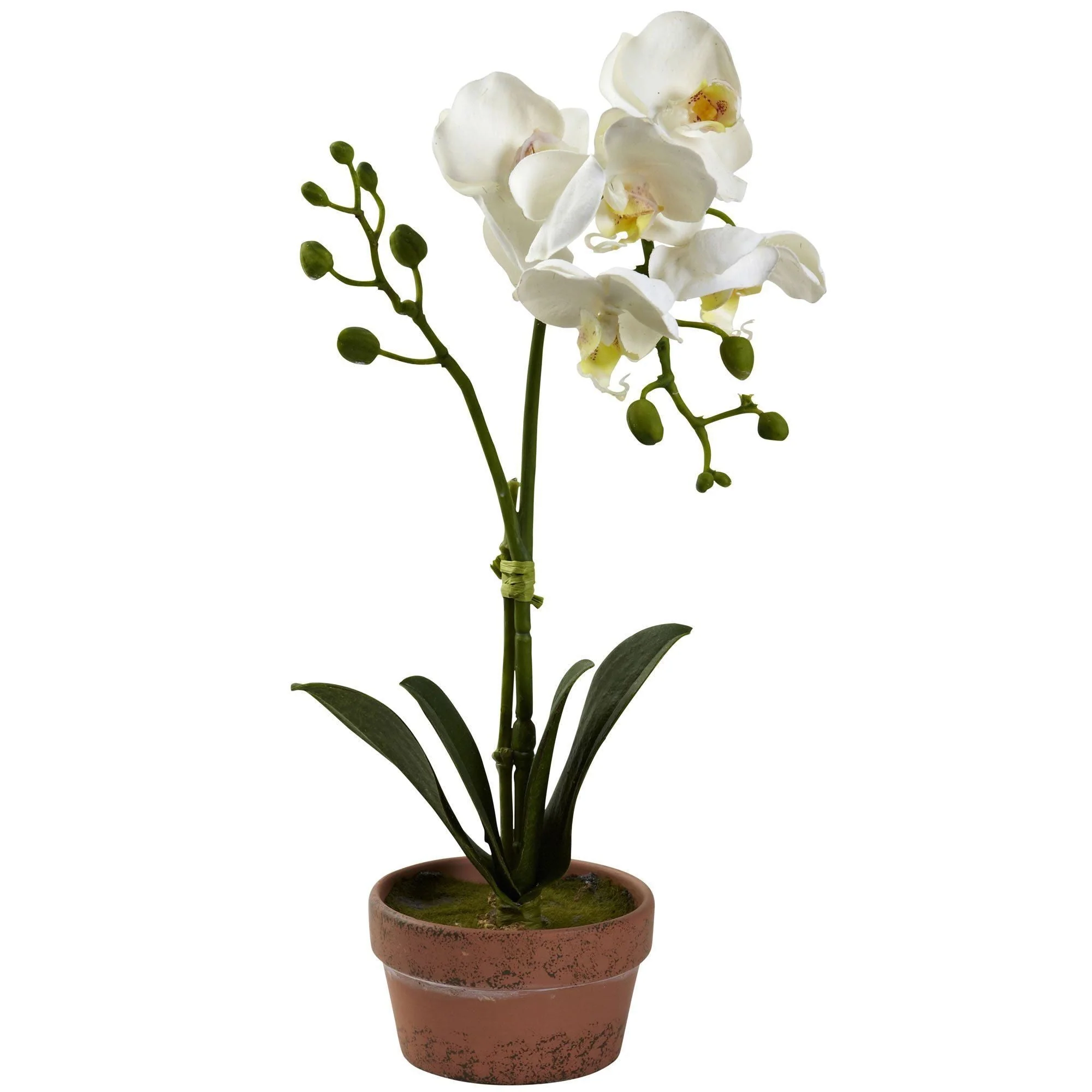 Phalaenopsis Orchid w/Clay Vase (Set of 4) - Image 5