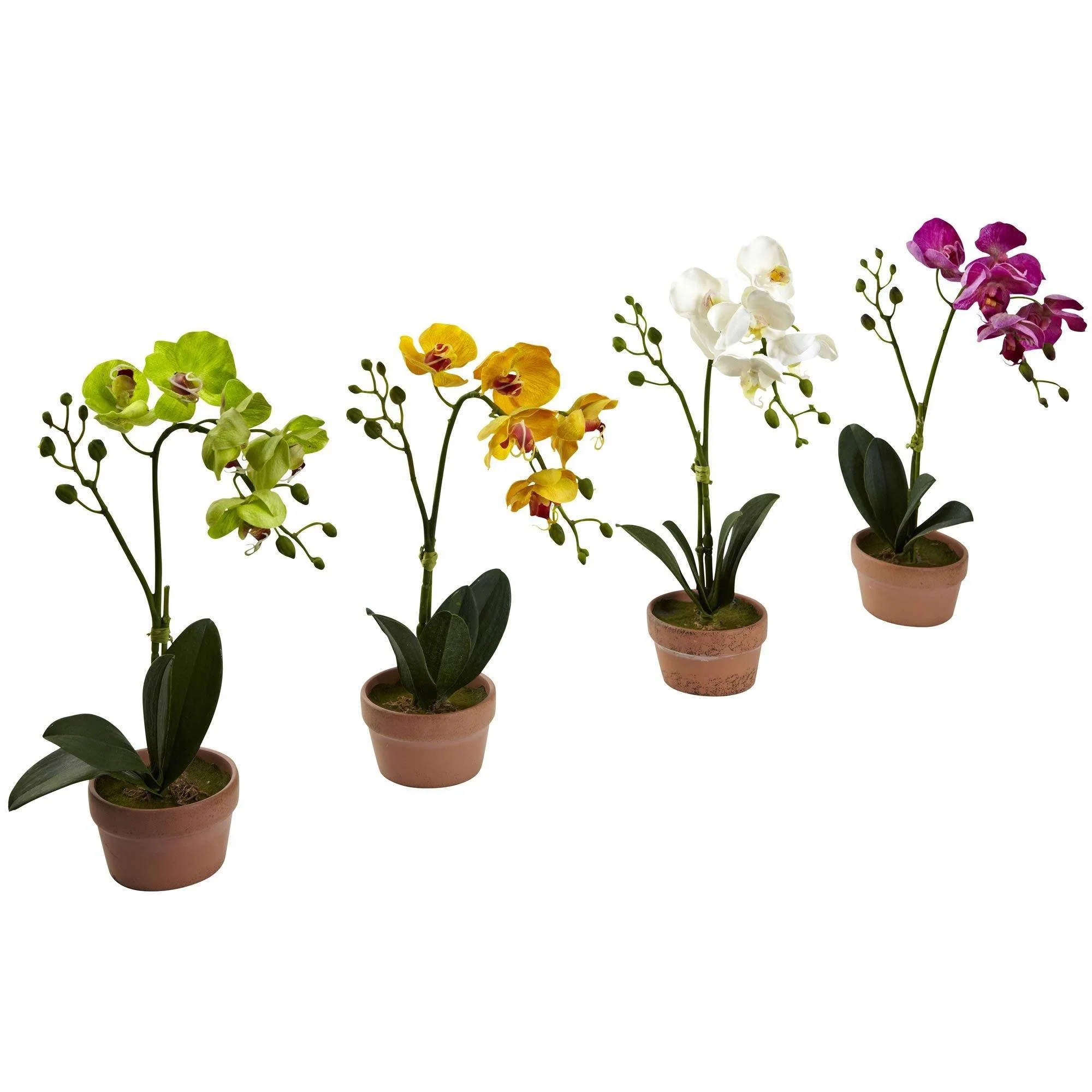 Phalaenopsis Orchid w/Clay Vase (Set of 4) - Image 6