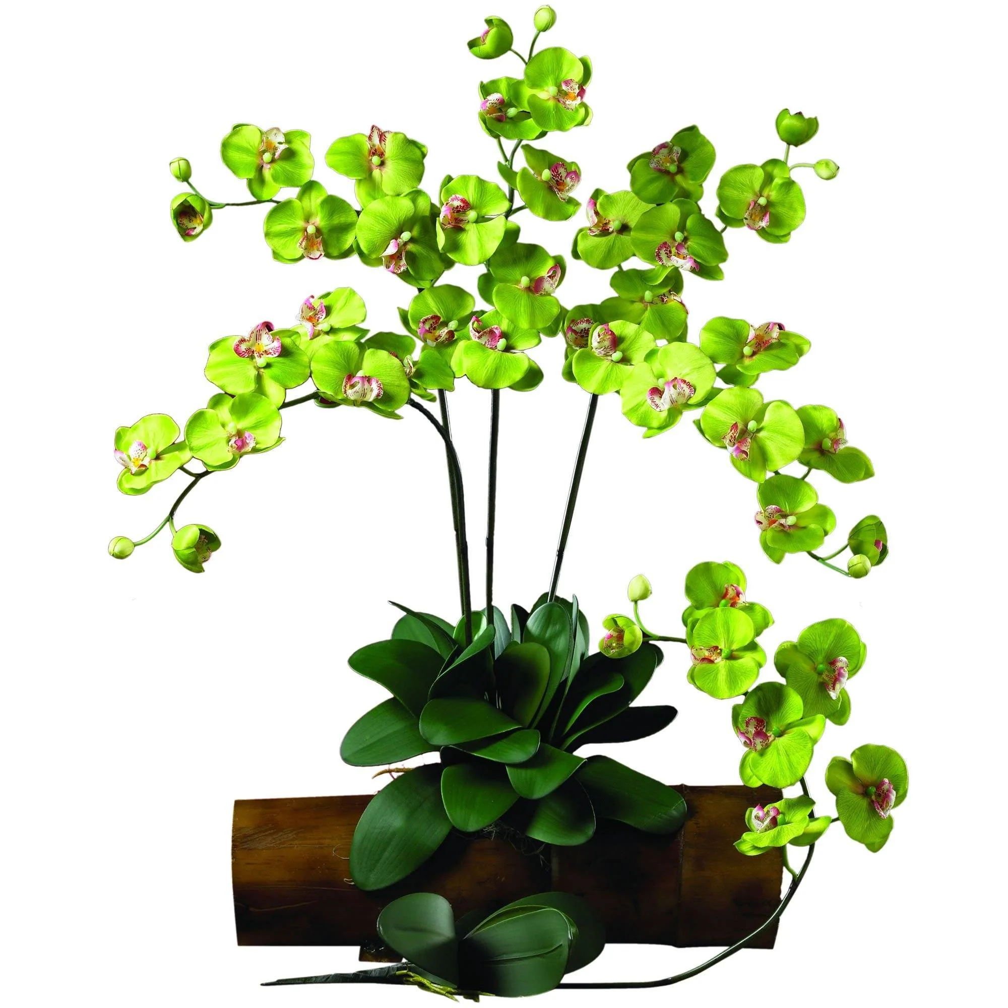 Phalaenopsis Stem (Set of 12) - Image 10