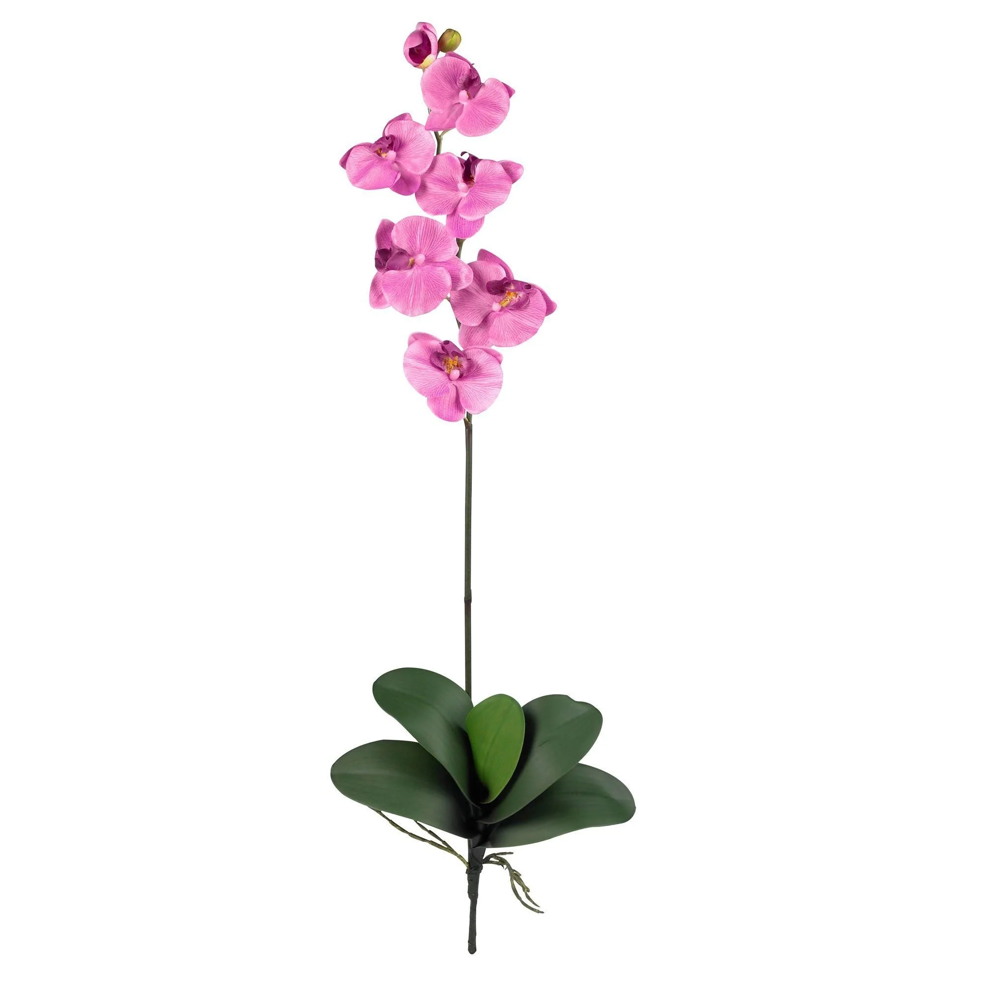 Phalaenopsis Stem (Set of 12) - Image 11