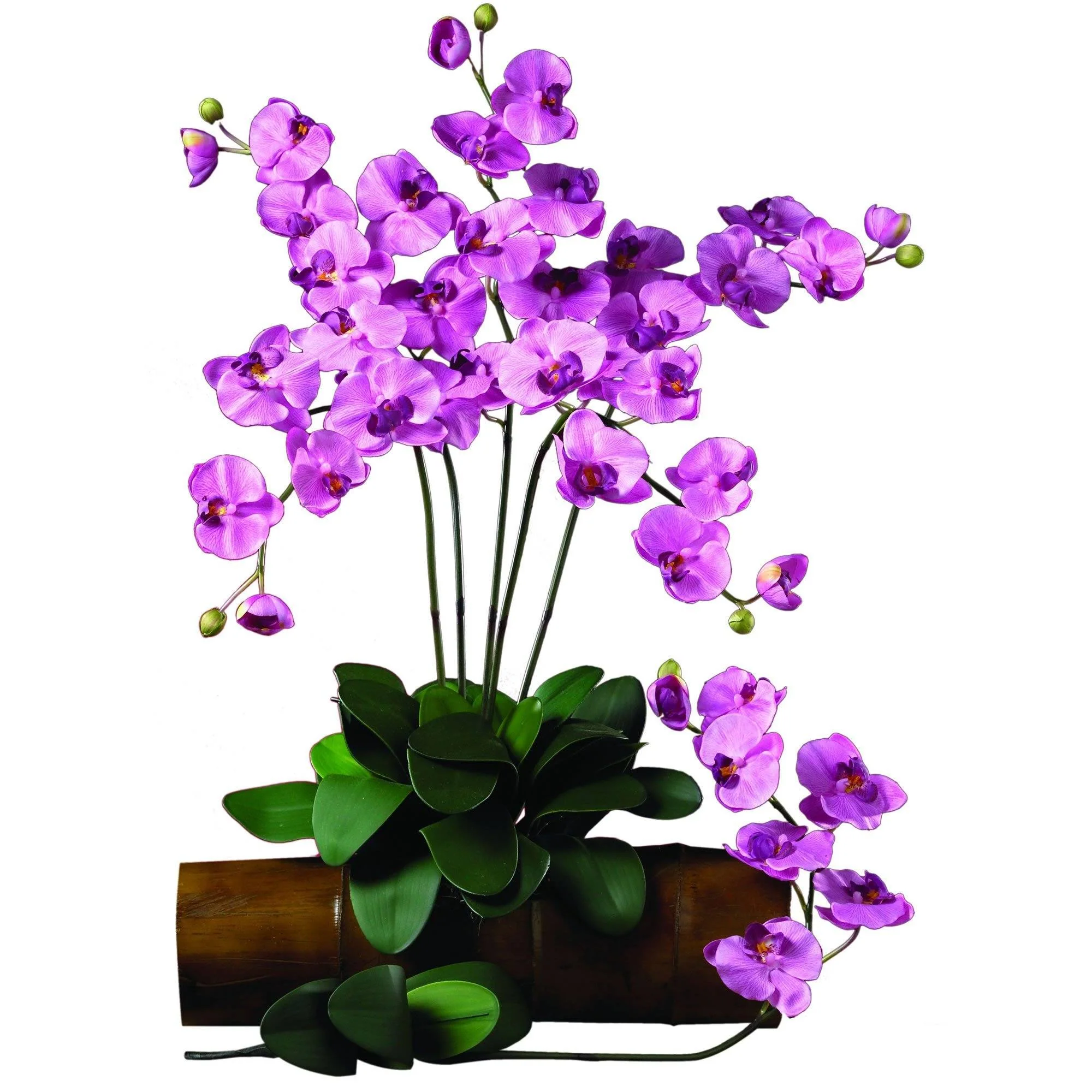 Phalaenopsis Stem (Set of 12) - Image 12
