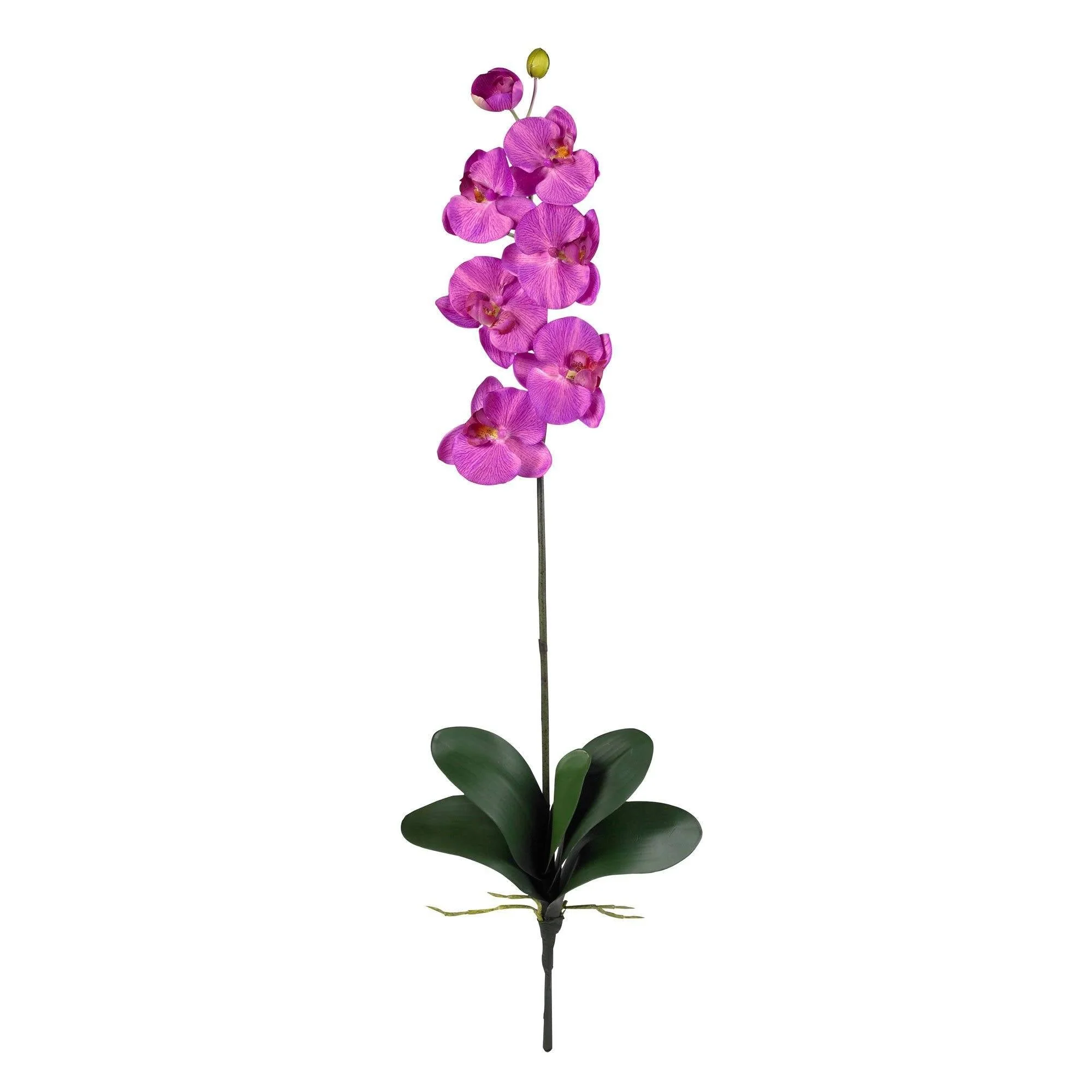 Phalaenopsis Stem (Set of 12) - Image 13