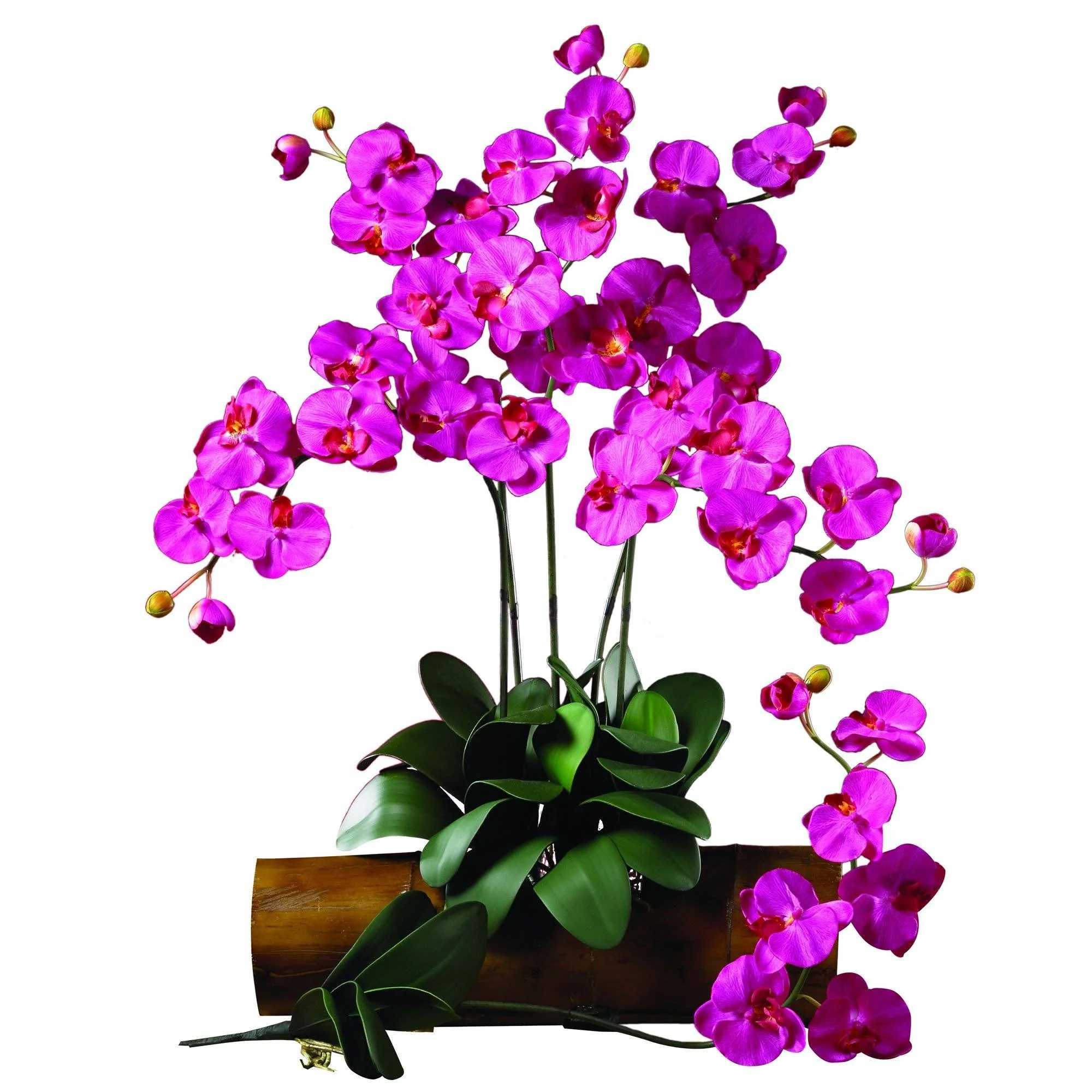 Phalaenopsis Stem (Set of 12) - Image 14