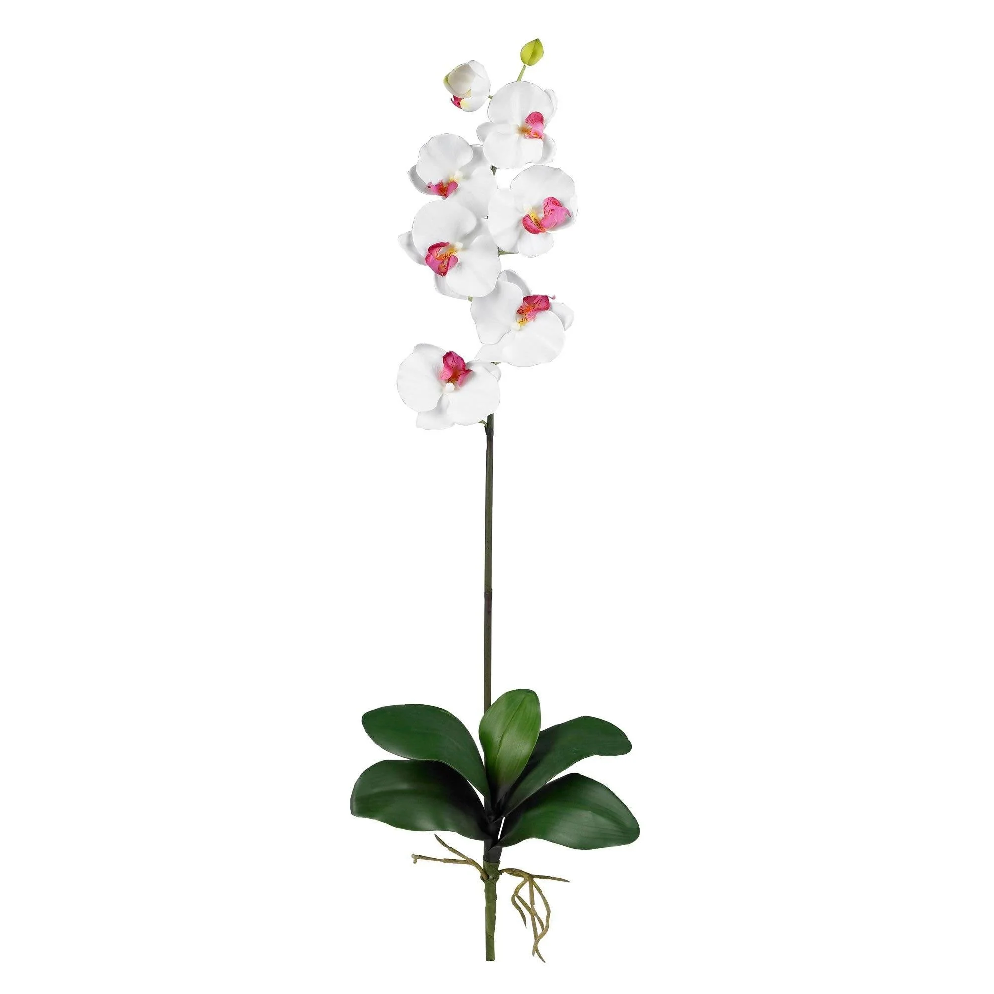 Phalaenopsis Stem (Set of 12) - Image 15