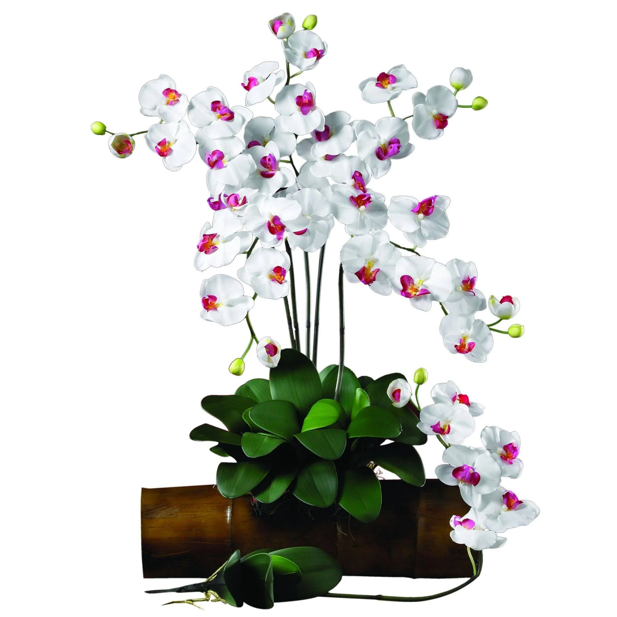 Phalaenopsis Stem (Set of 12) - Image 16