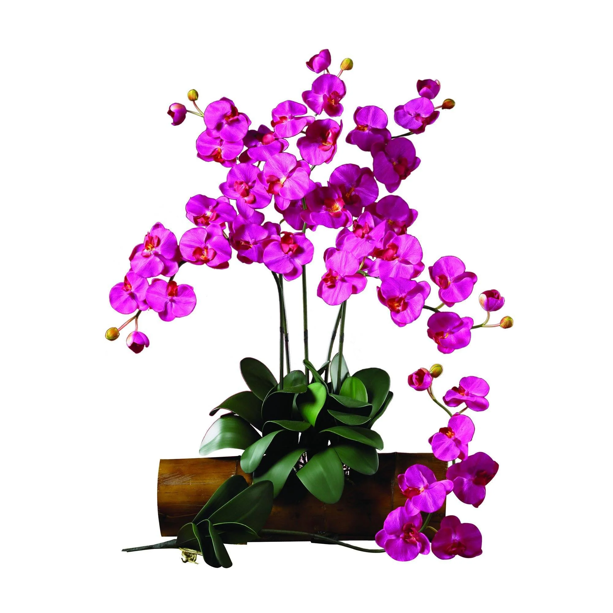 Phalaenopsis Stem (Set of 12) - Image 2