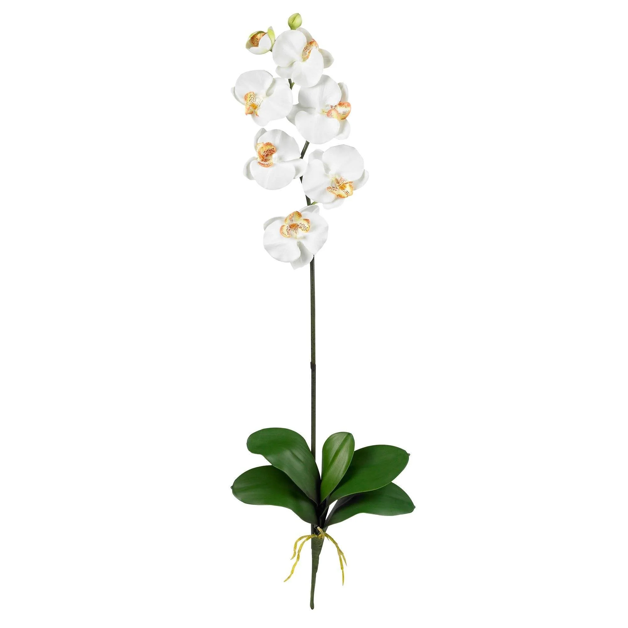 Phalaenopsis Stem (Set of 12) - Image 3